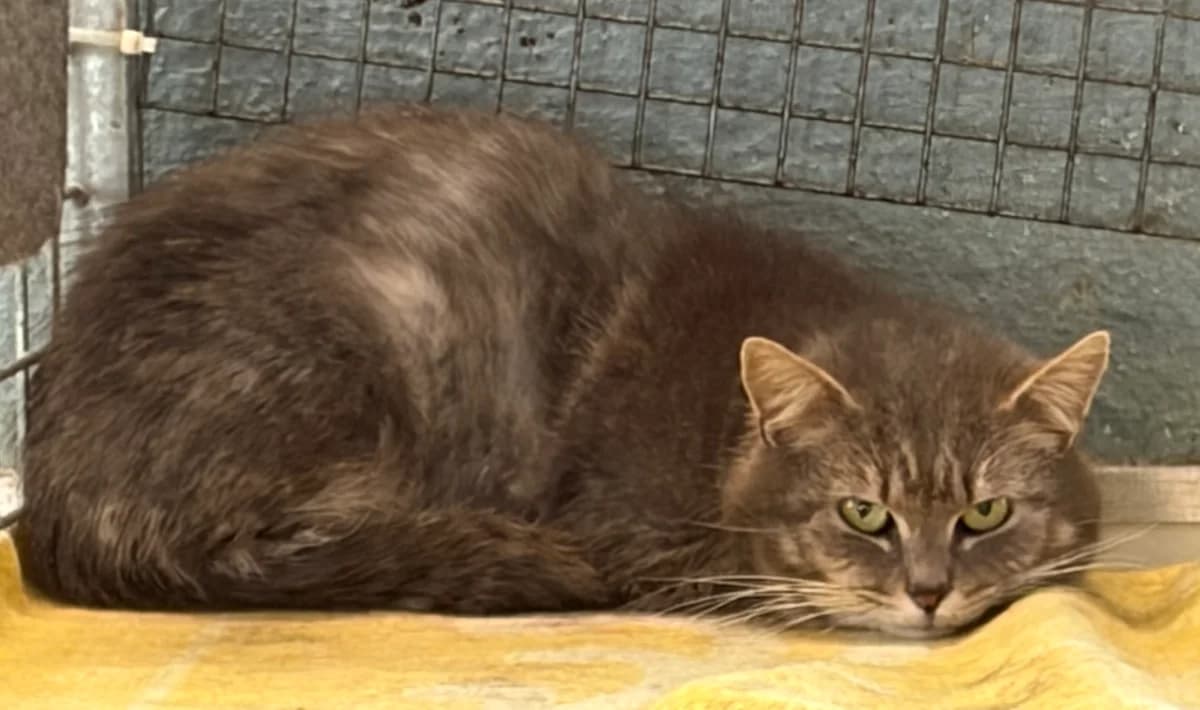 Melocake, Tigre male 4yo Mixed Breed for adoption at Animal Sans Logis, Neupré