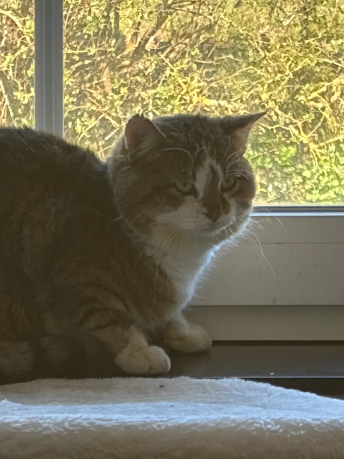 Mouse, Tigré/blanc male Mixed Breed for adoption at Animal Sans Logis, Neupré