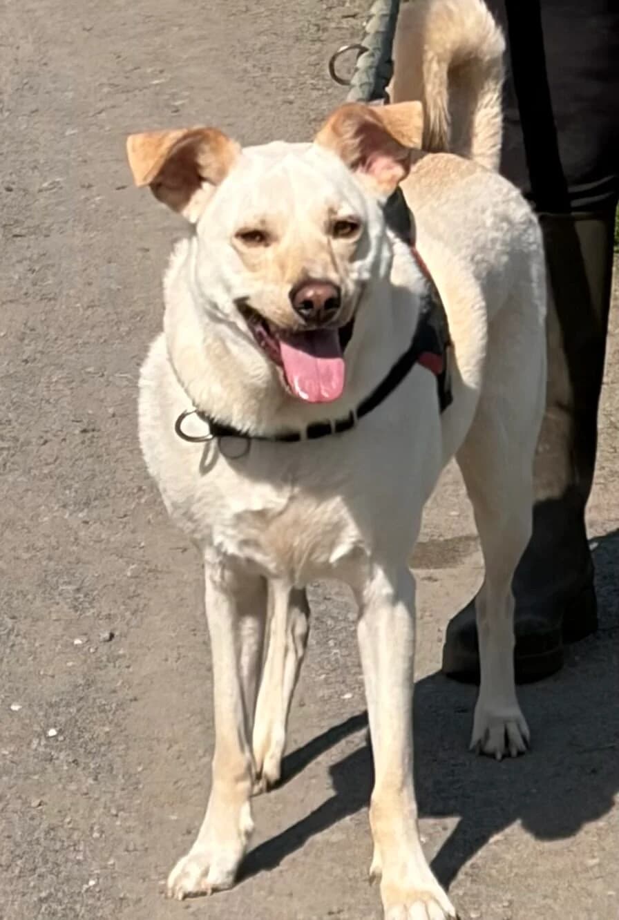 Aramis, Beige male young Mixed Breed for adoption at Animal Sans Logis, Neupré