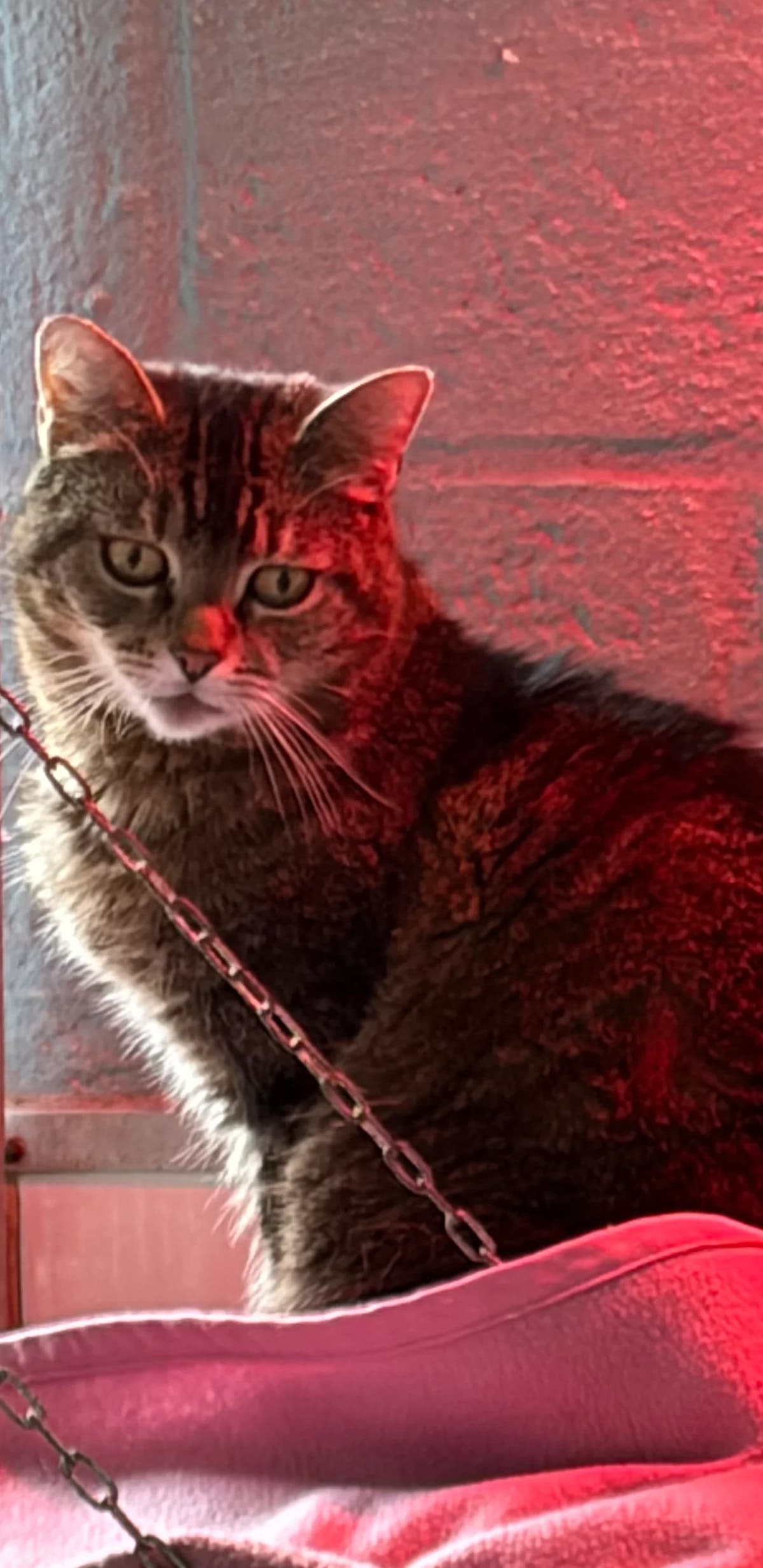 Louise, Tigre female Mixed Breed for adoption at Animal Sans Logis, Neupré