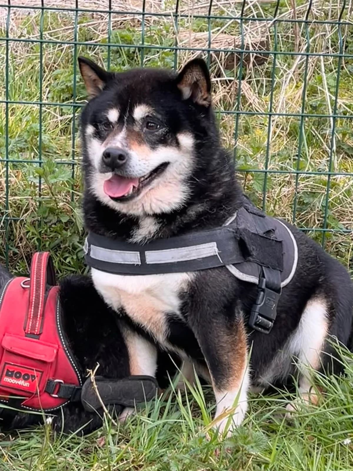 Emilien, Noir/feu male mixed breed for adoption at Animal Sans Logis, Neupré