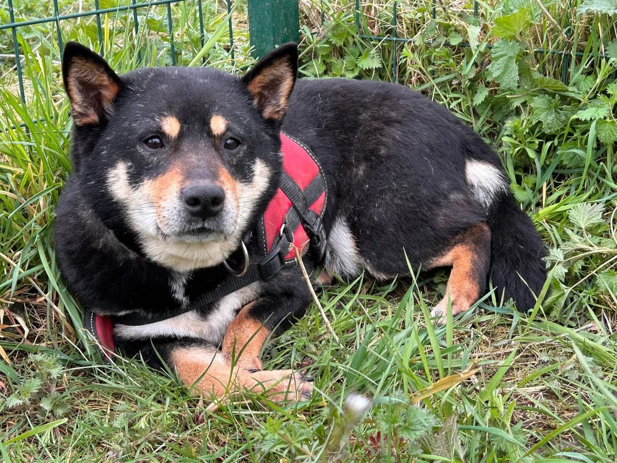 Ambre, Noir-feu female mixed breed for adoption at Animal Sans Logis, Neupré