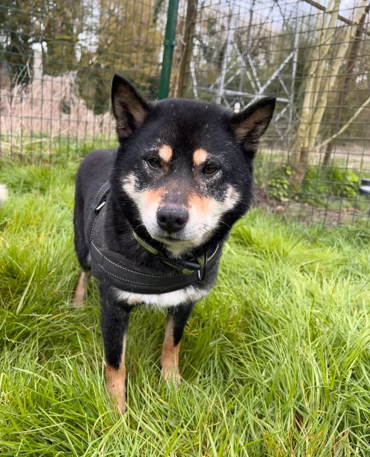 Lucie, Noir/feu female 5yo mixed breed for adoption at Animal Sans Logis, Neupré