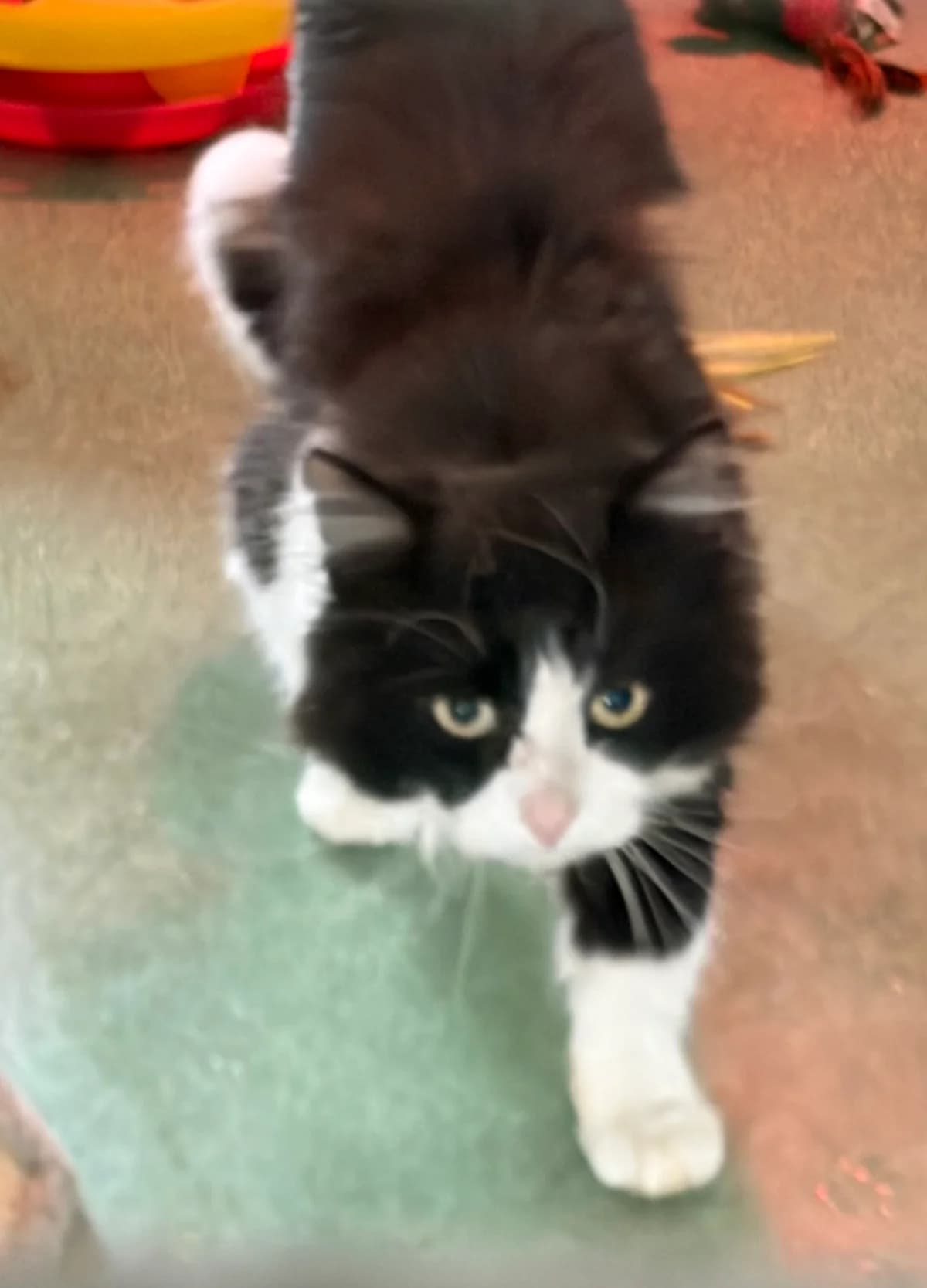 Romeo, Noir/blanc male Mixed Breed for adoption at Animal Sans Logis, Neupré