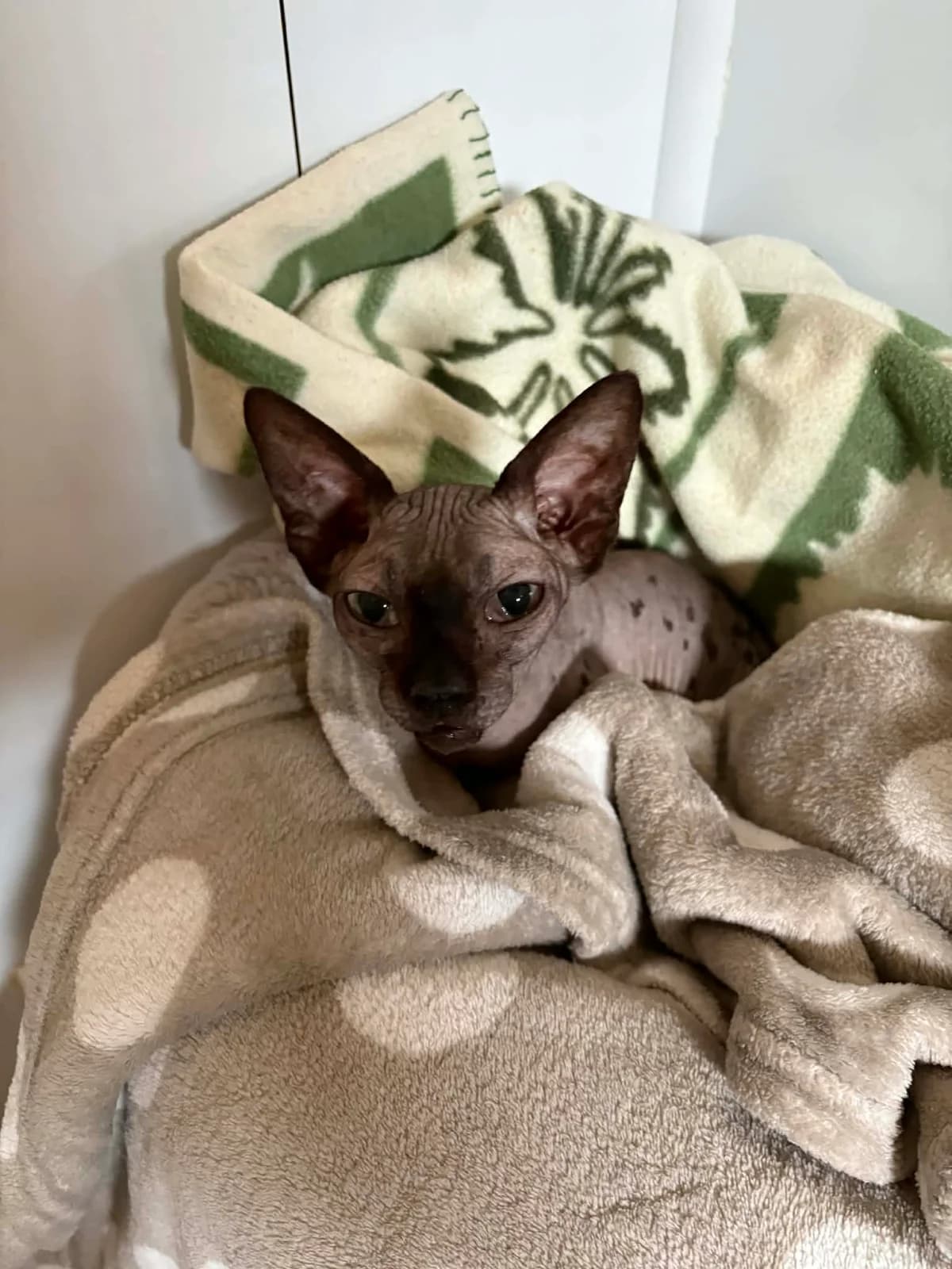 Tara (sœur de Tulipe adoptable ensemble), Noir female mixed breed for adoption at Animal Sans Logis, Neupré