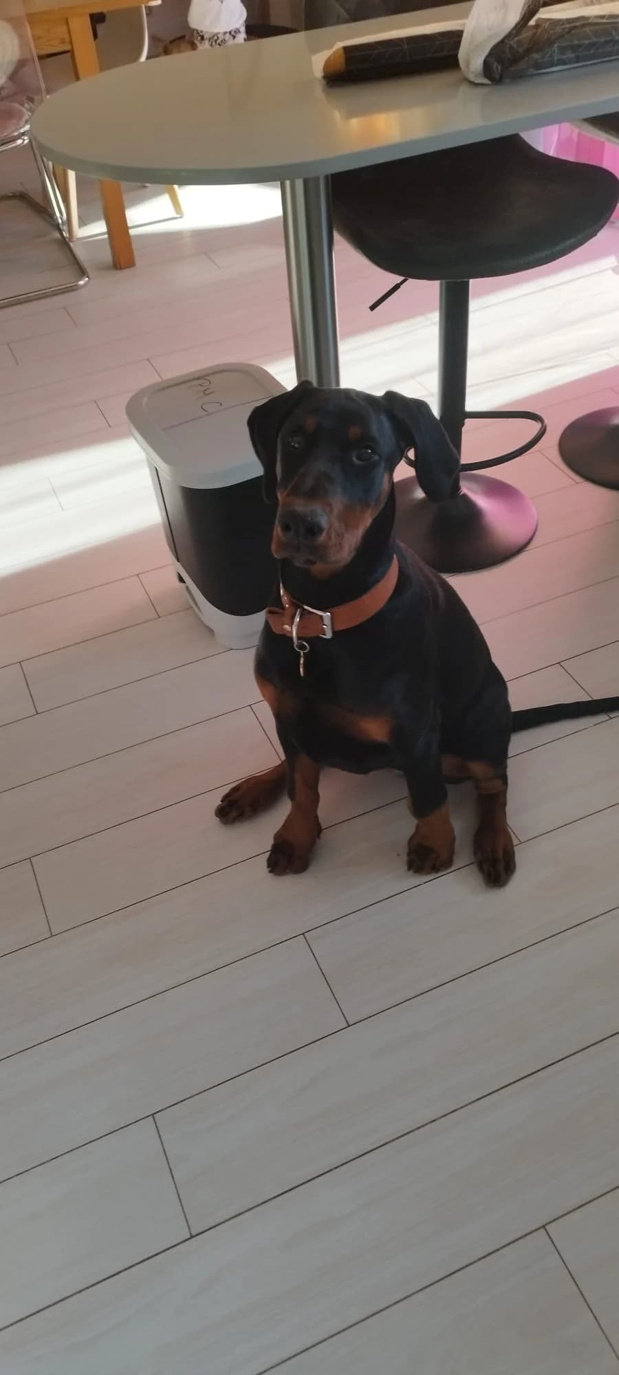 Joy, Noir-feu female young Doberman for adoption at Animal Sans Logis, Neupré