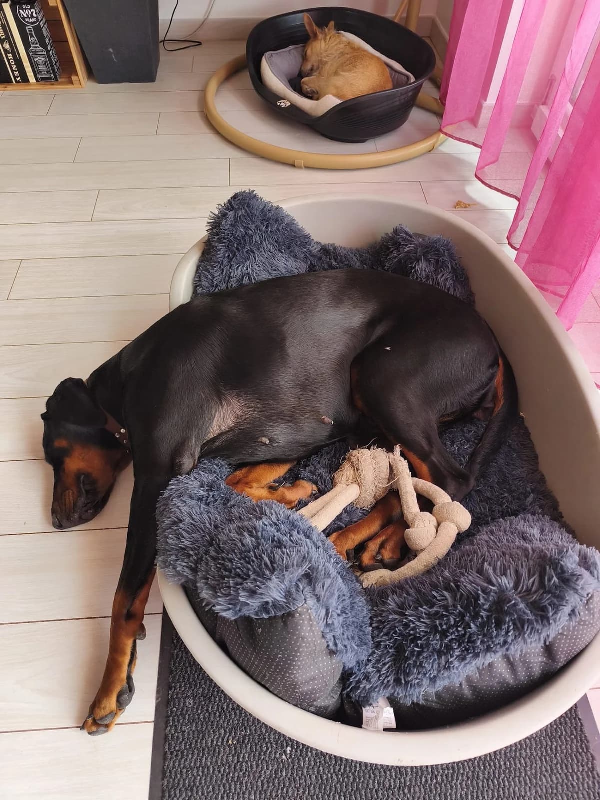 Joy ( réservée 16/04), Noir-feu female Doberman for adoption at Animal Sans Logis, Neupré — photo 2 of 3