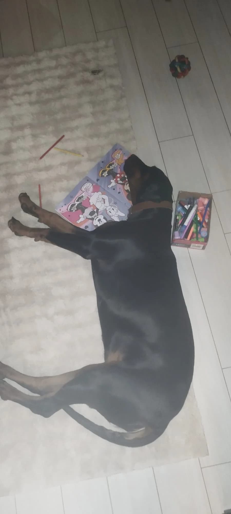 Joy ( réservée 16/04), Noir-feu female Doberman for adoption at Animal Sans Logis, Neupré — photo 3 of 3