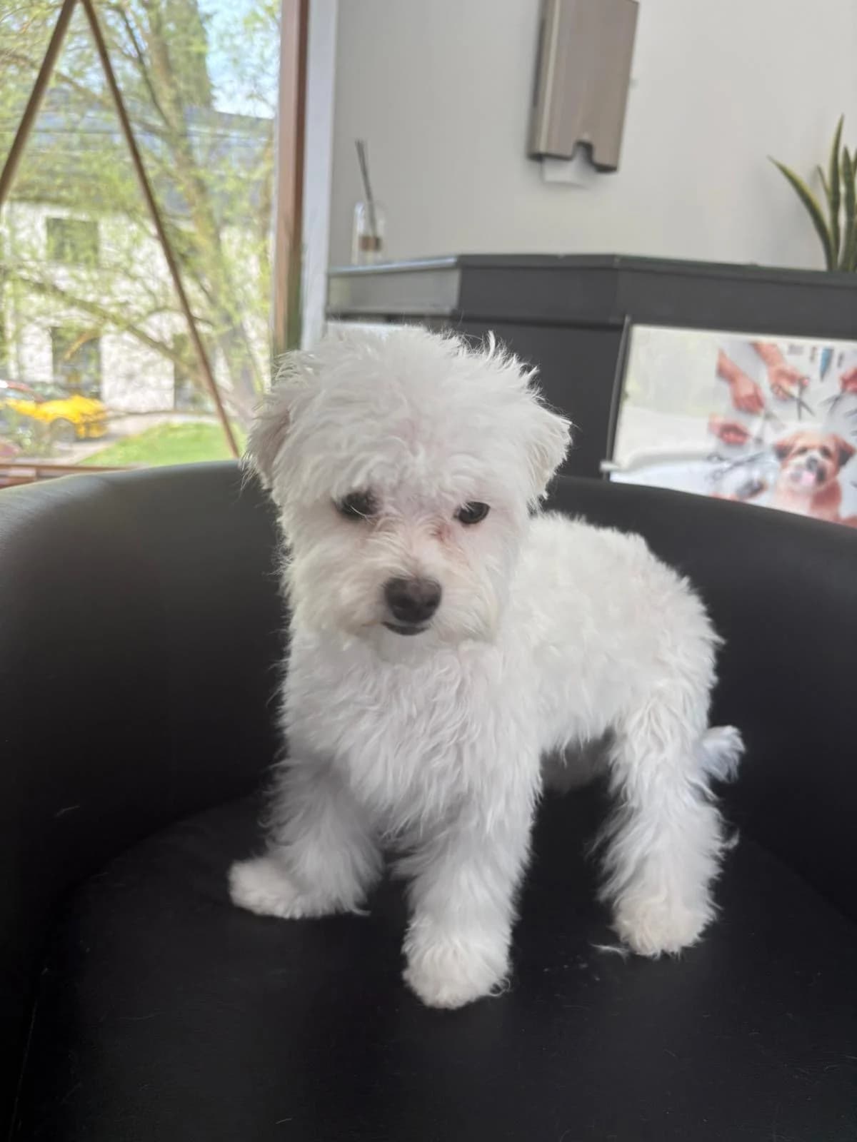Flocon (réservé ), Blanc male Maltese for adoption at Animal Sans Logis, Neupré