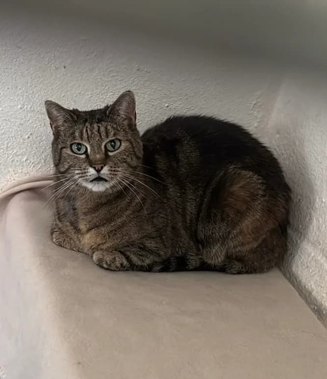 Aya, Tigré female 5yo European Shorthair for adoption at Animal Sans Logis, Neupré