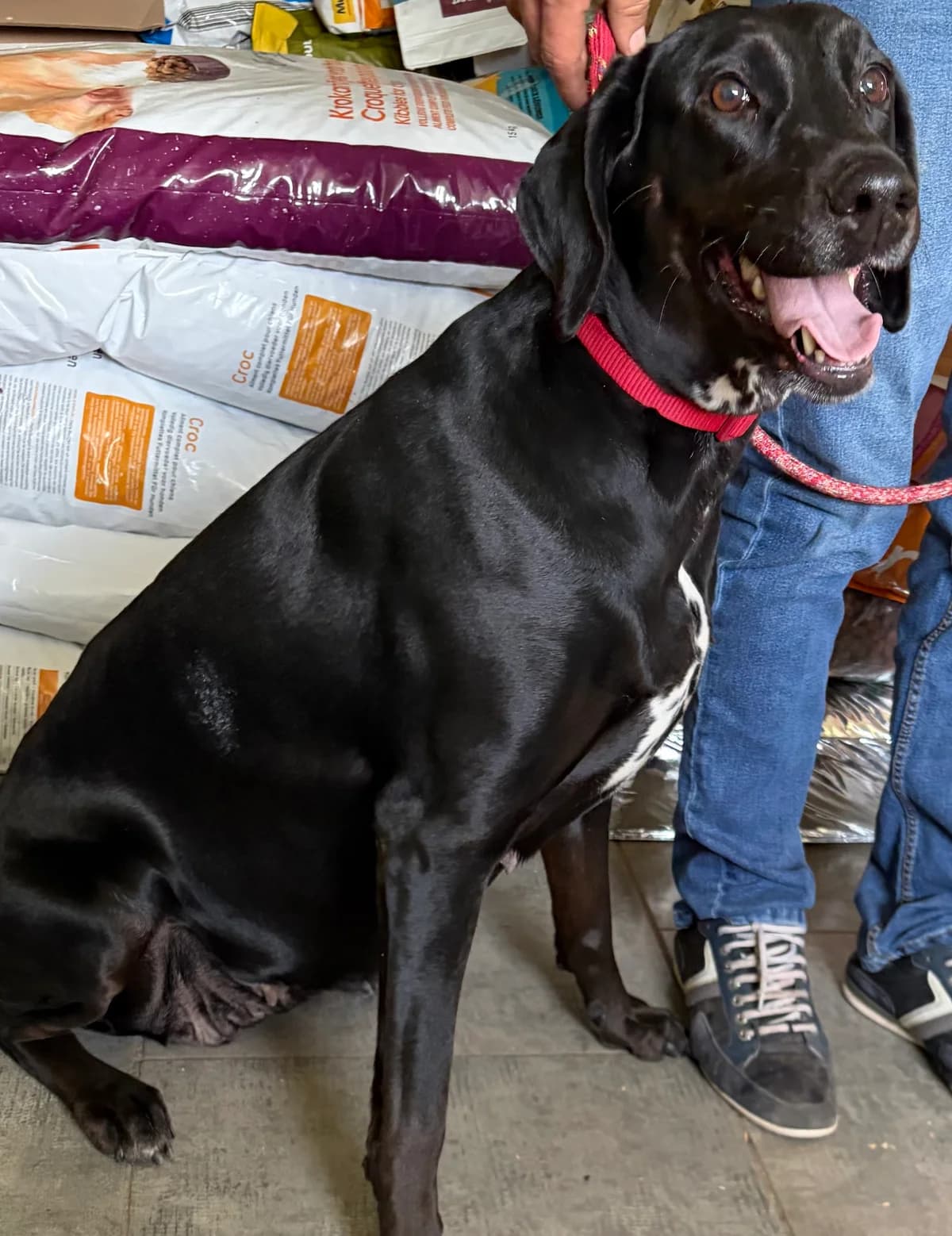 Lia (réservée 14/04), Noir-blanc female Dalmatian for adoption at Animal Sans Logis, Neupré