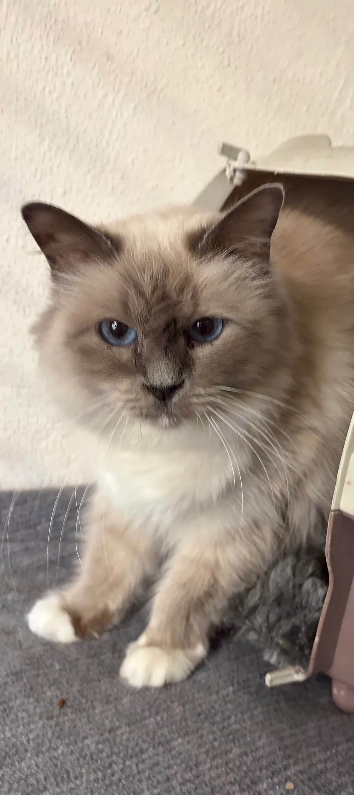 Lisa, Bleu-point female Birman for adoption at Animal Sans Logis, Neupré