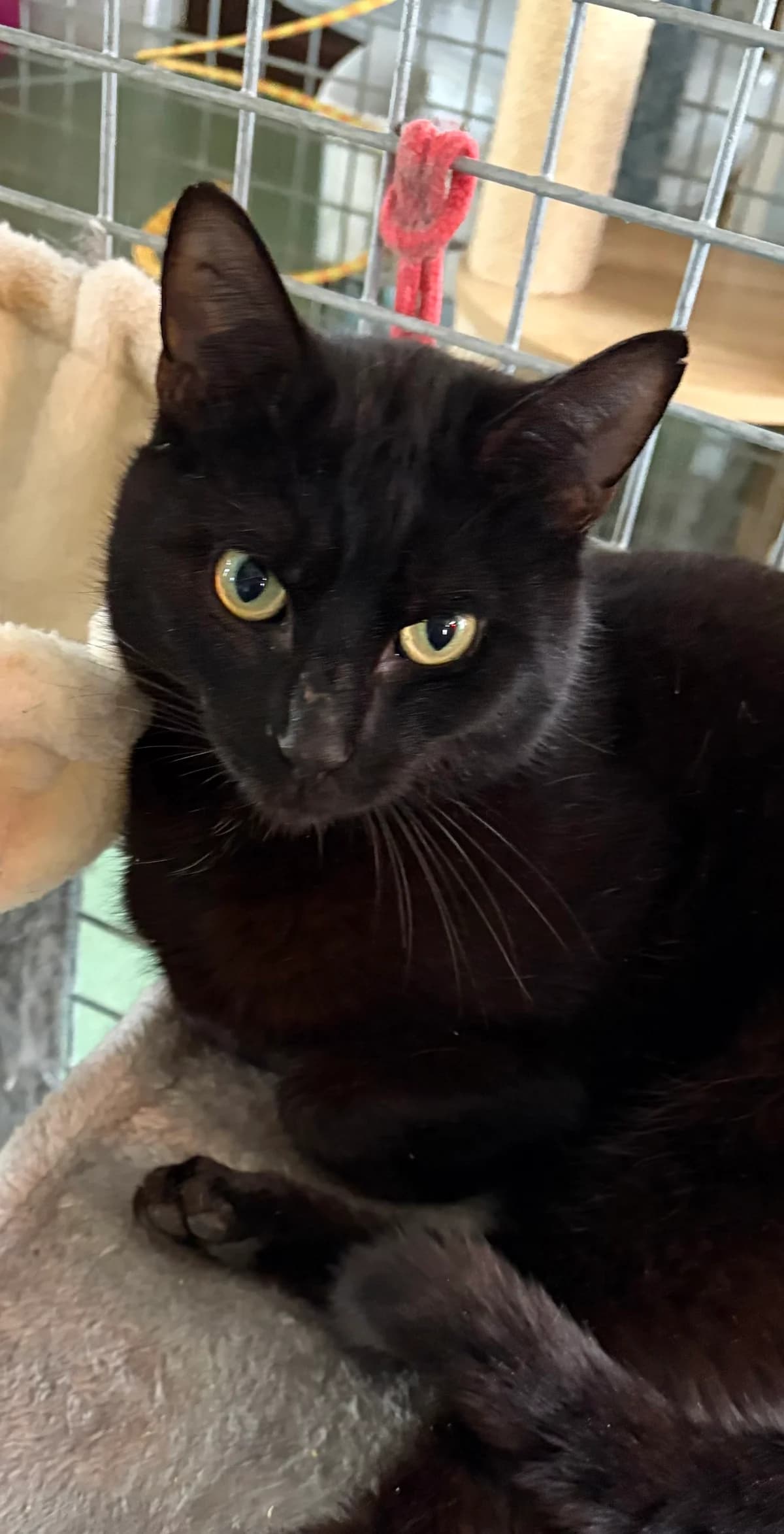 Oliver, Noir male Mixed Breed for adoption at Animal Sans Logis, Neupré