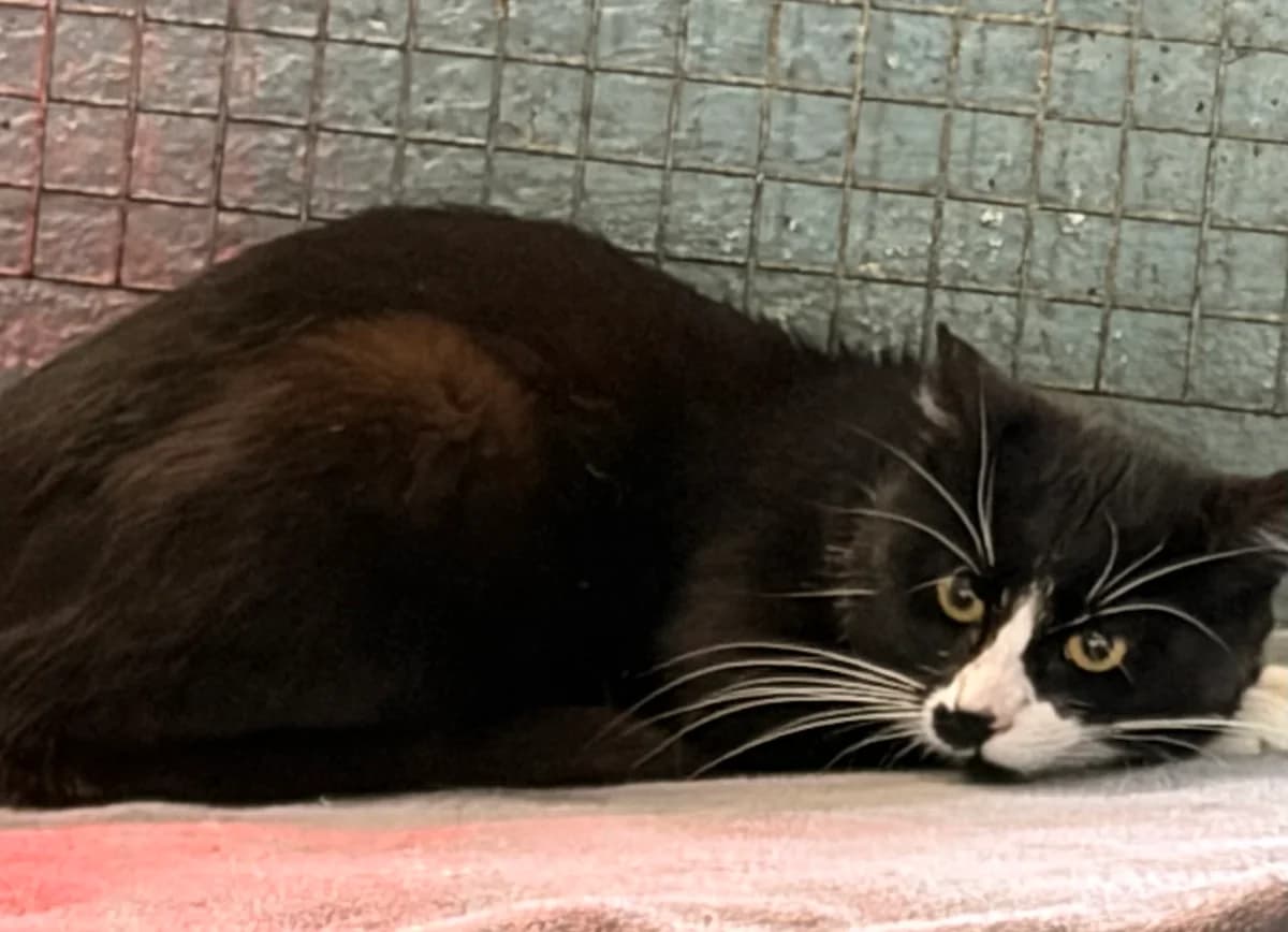 Chaussette, Noir-blanc male Mixed Breed for adoption at Animal Sans Logis, Neupré