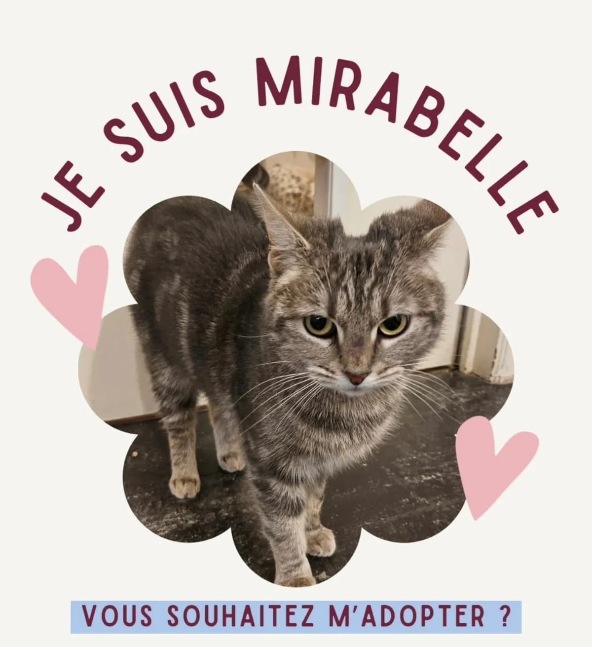 Mirabelle ( Merlix ), Tigre female young Mixed Breed for adoption at Animal Sans Logis, Neupré