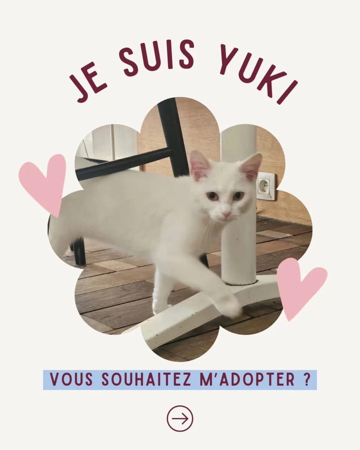 Yuki ( Merlix ), Blanc male puppy Mixed Breed for adoption at Animal Sans Logis, Neupré