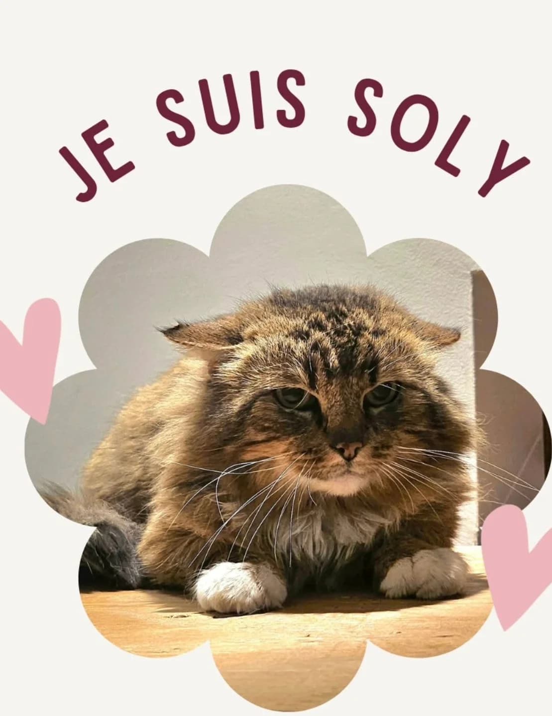 Soly, Tigre male senior Mixed Breed for adoption at Animal Sans Logis, Neupré
