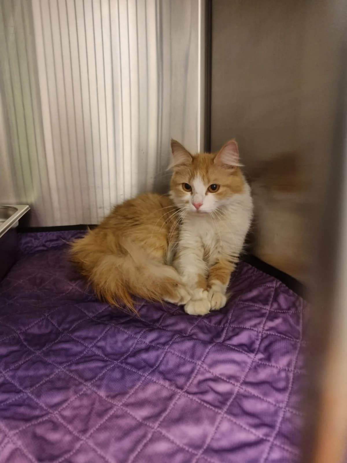 Evy, Roux-blanc female 4yo Mixed Breed for adoption at Animal Sans Logis, Neupré