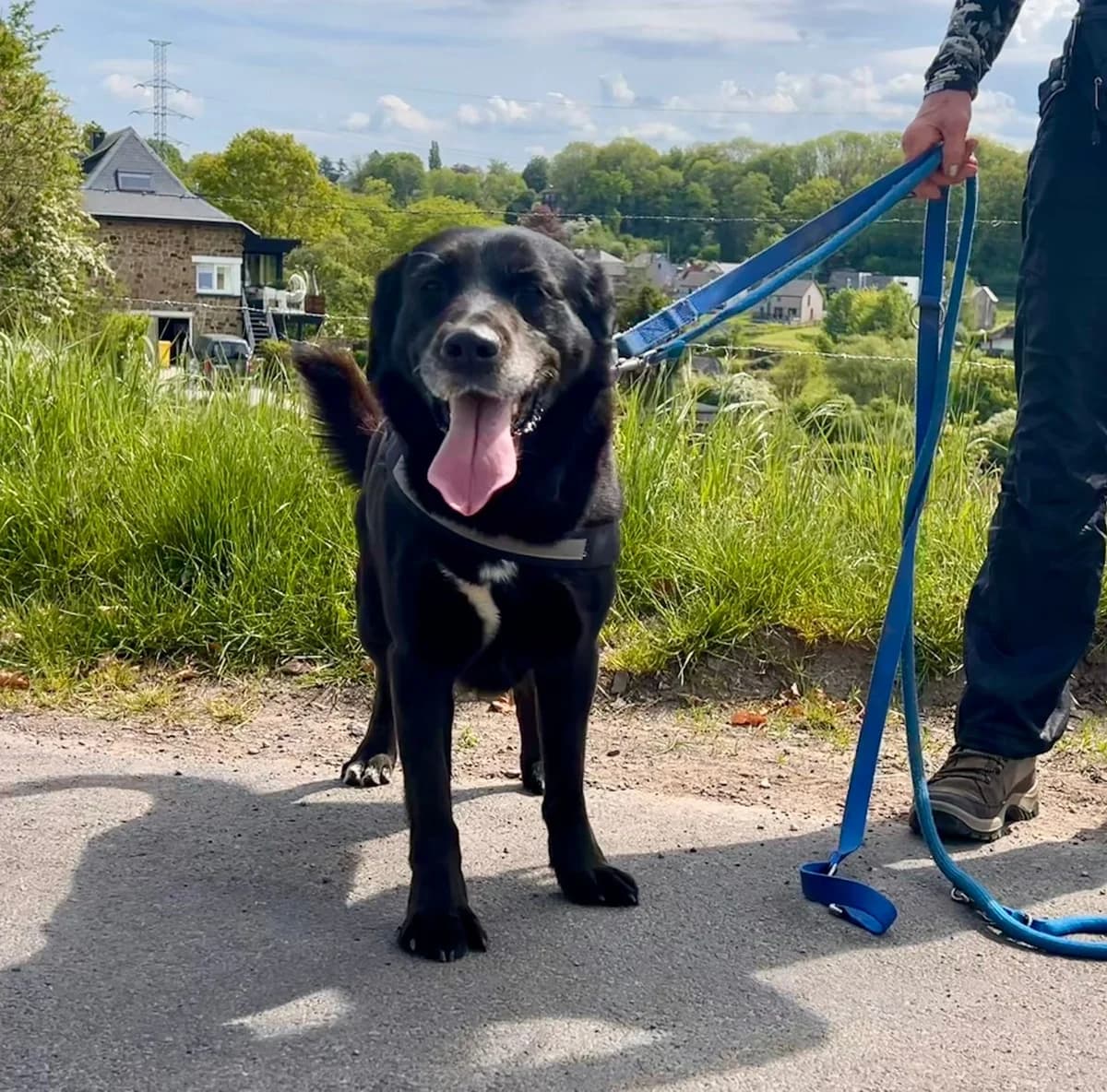 Symba, Non renseigné male 7yo Labrador Retriever for adoption at Animal Sans Logis, Neupré