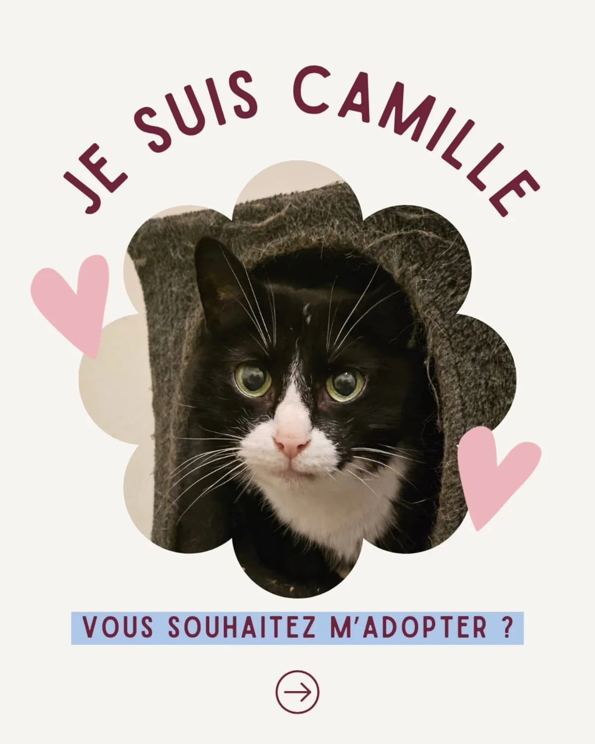 Camille (Merlix), Noir/blanc female senior Mixed Breed for adoption at Animal Sans Logis, Neupré