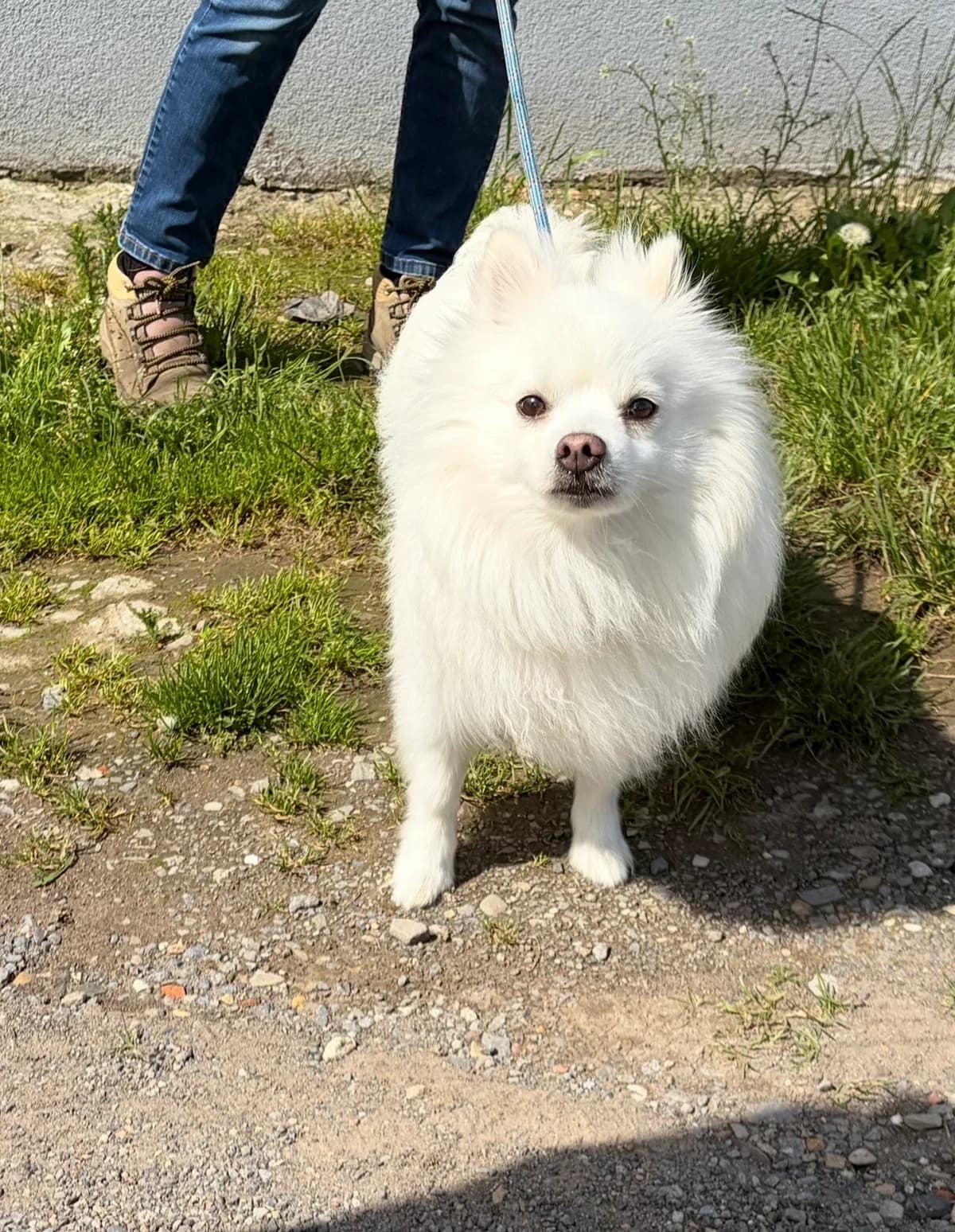 Snow, Blanc male young mixed breed for adoption at Animal Sans Logis, Neupré