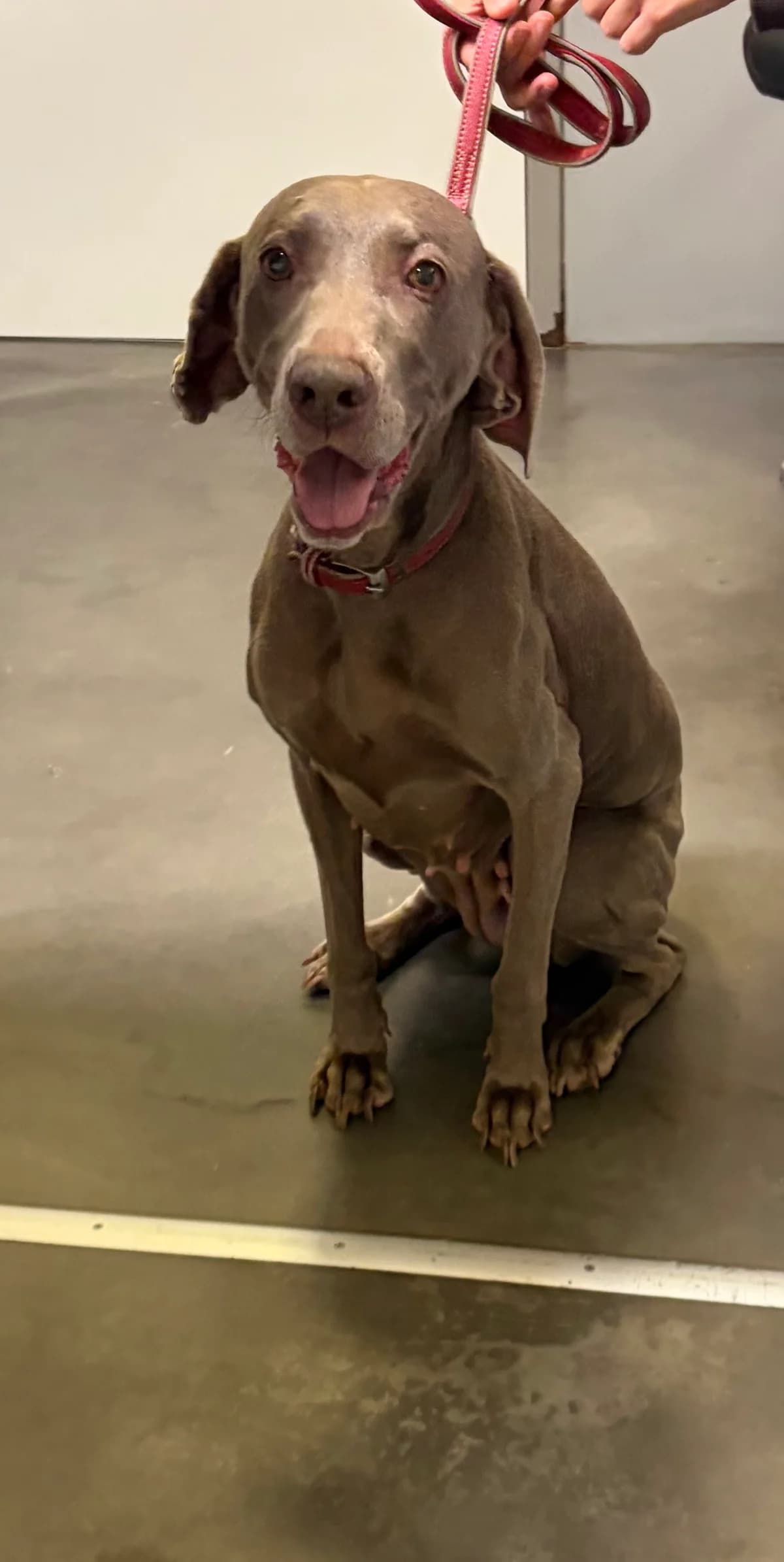 Mia, Gris female senior Pointer for adoption at Animal Sans Logis, Neupré