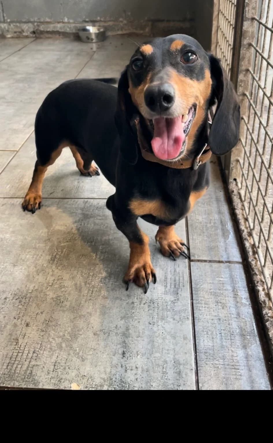 Barney, Black Tan male senior Dachshund for adoption at Animal Sans Logis, Neupré
