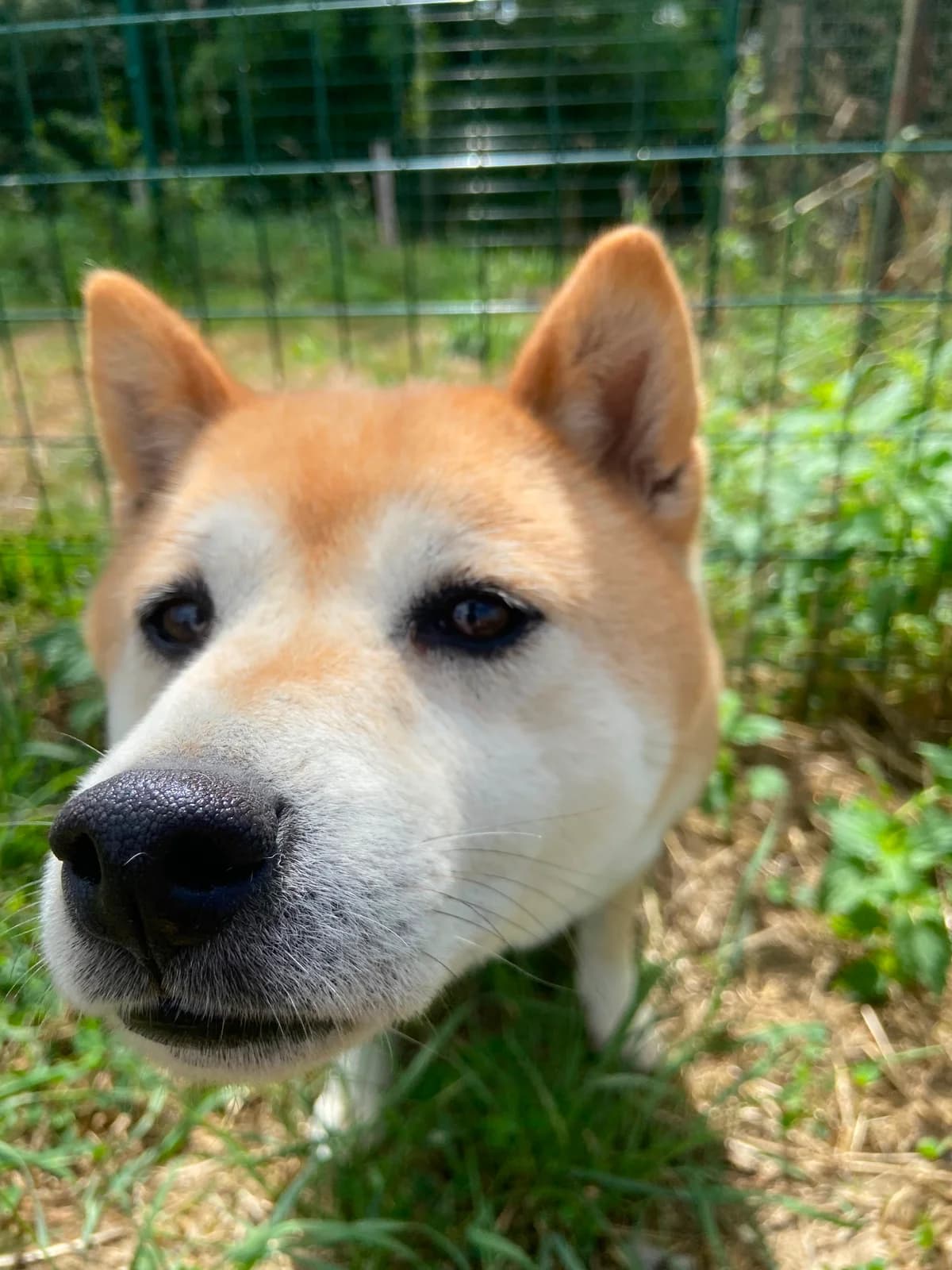 Kim, Roux female 5yo mixed breed for adoption at Animal Sans Logis, Neupré