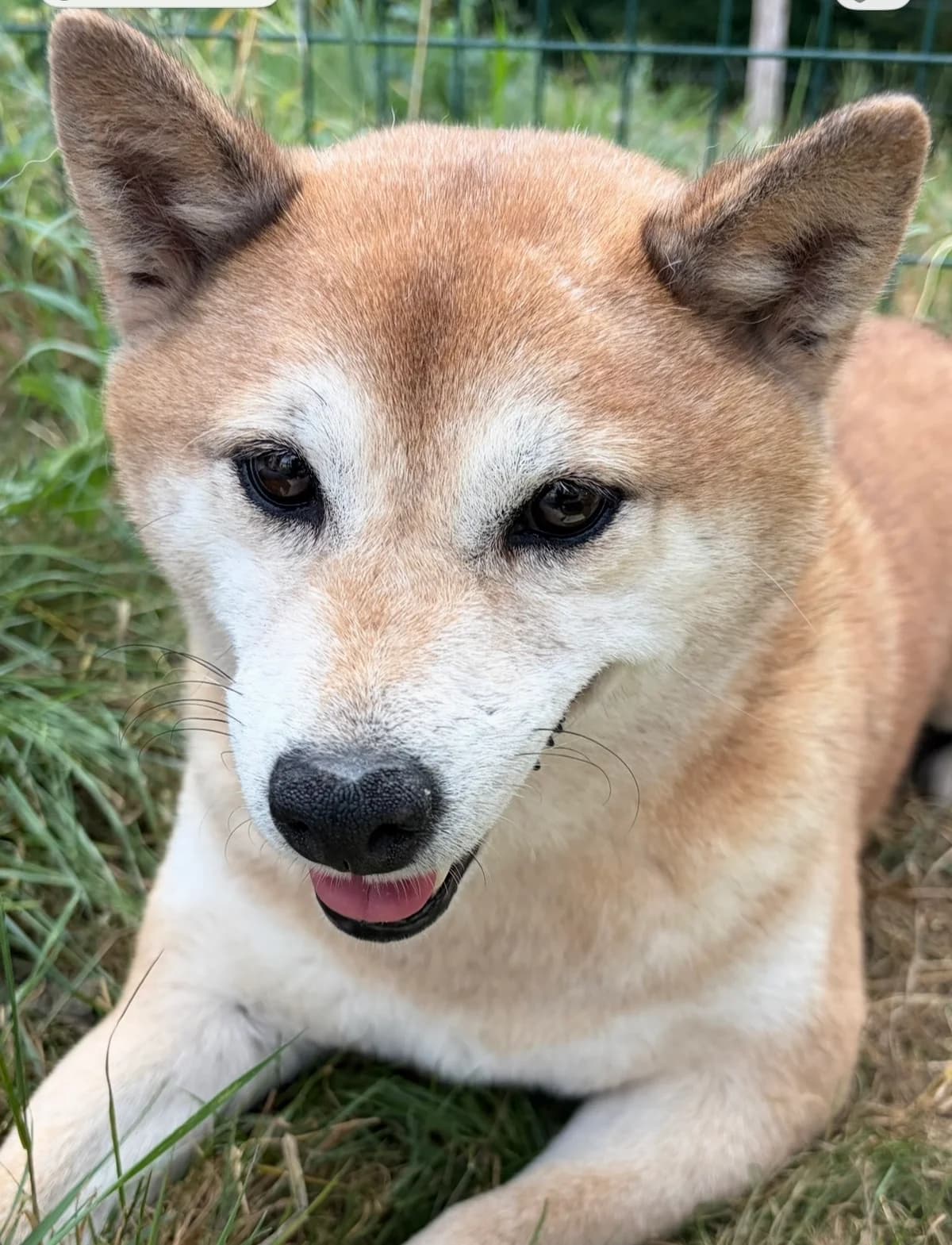 Hermione, Roux female 7yo mixed breed for adoption at Animal Sans Logis, Neupré