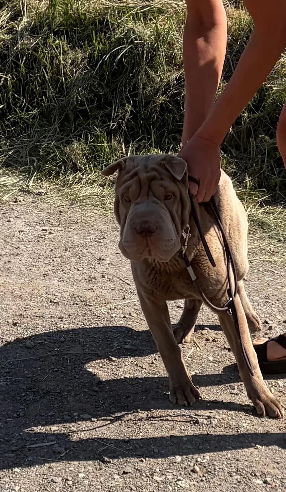 Nova, Lilac male puppy Shar Pei for adoption at Animal Sans Logis, Neupré
