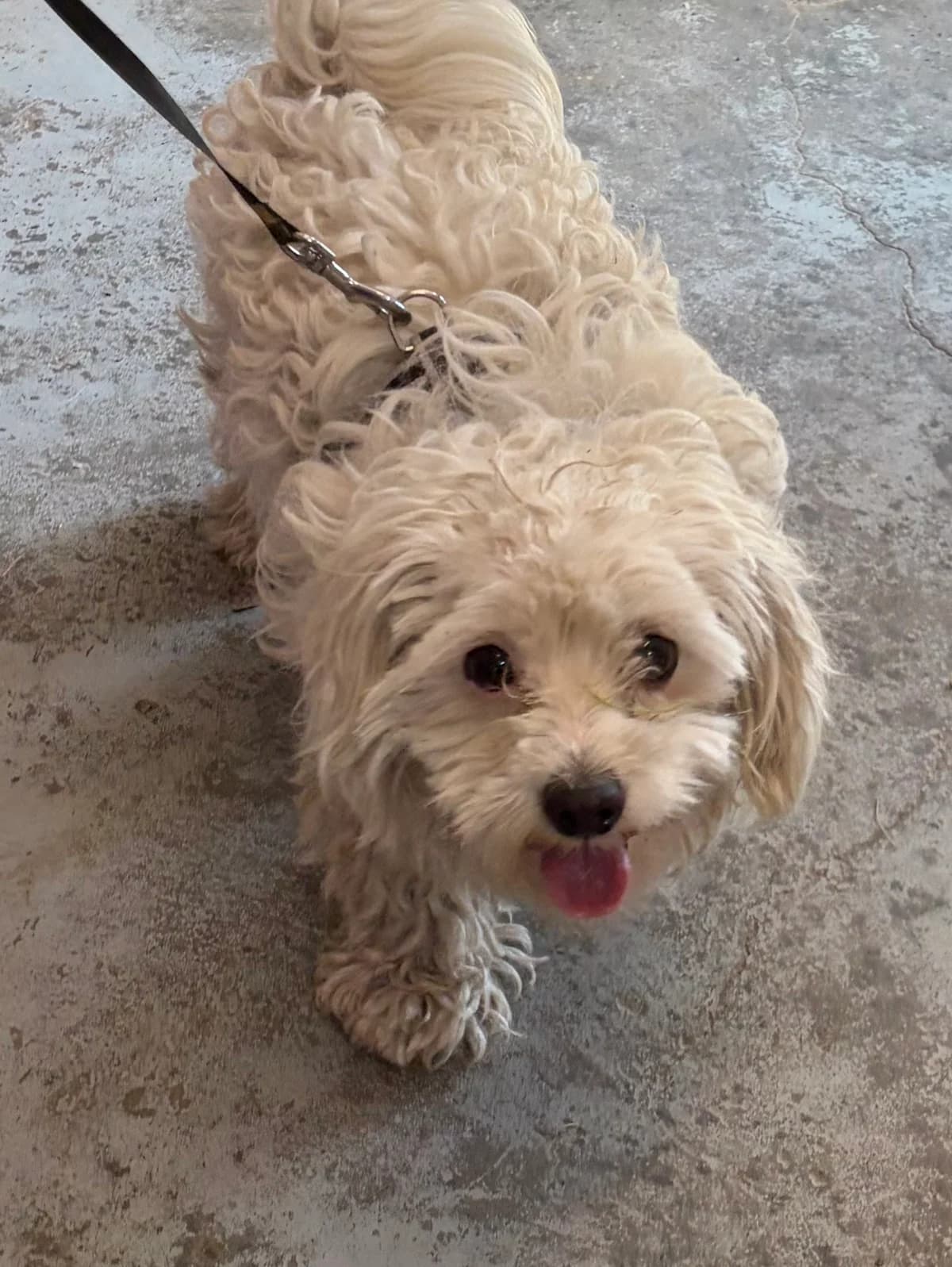 Bob, Blanc male young Havanese for adoption at Animal Sans Logis, Neupré