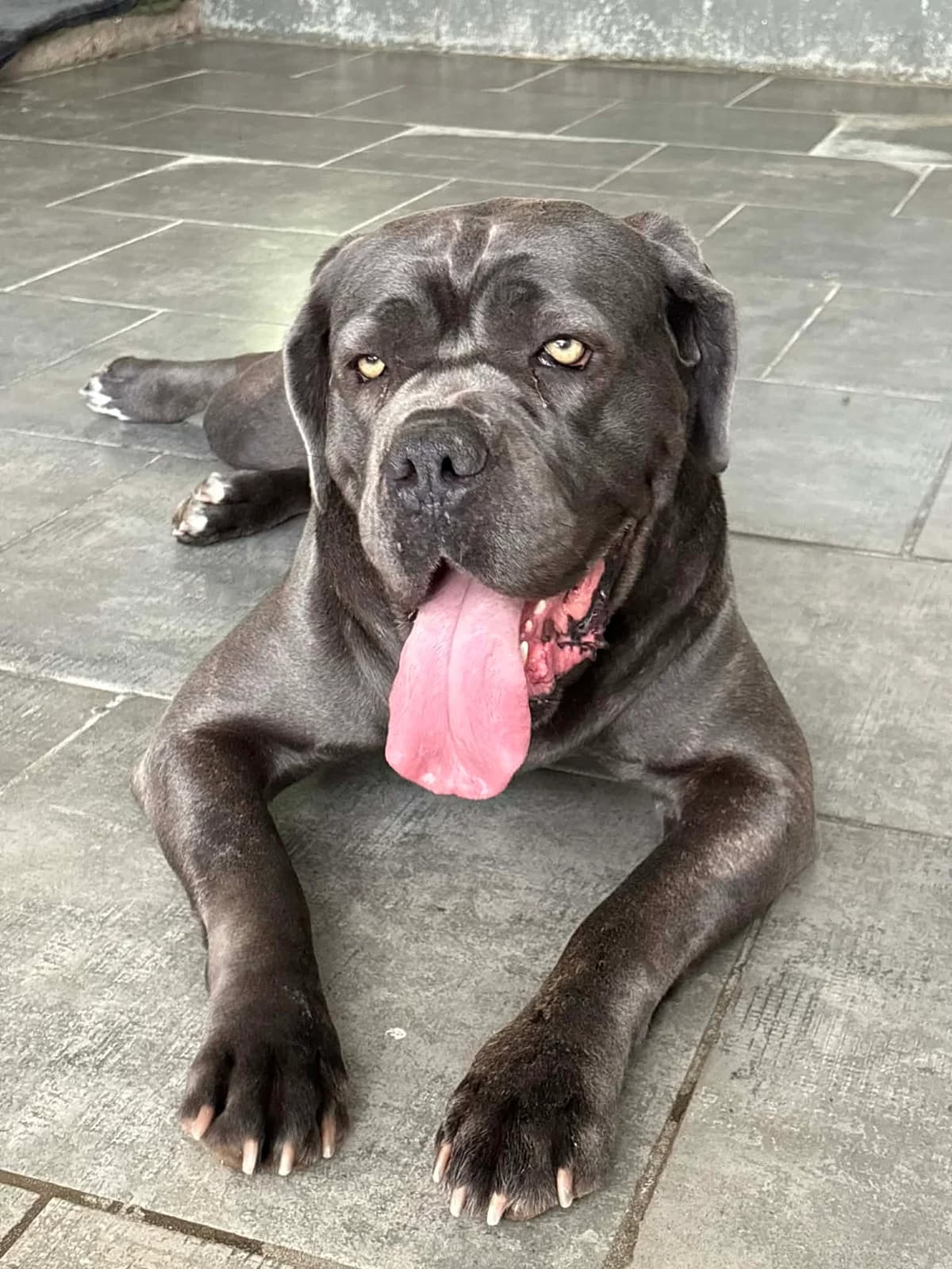 Tina, Bleu et blanc female 3yo Cane Corso for adoption at Animal Sans Logis, Neupré