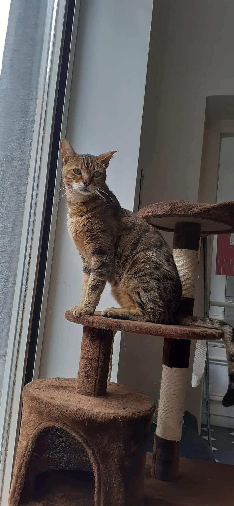 Max, Brown tabby male senior Mixed Breed for adoption at Animal Sans Logis, Neupré