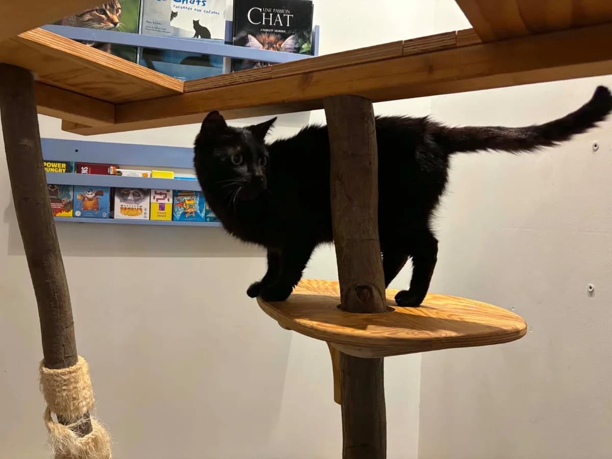 Black (Merlix), Mixed Breed (Animal Sans Logis)