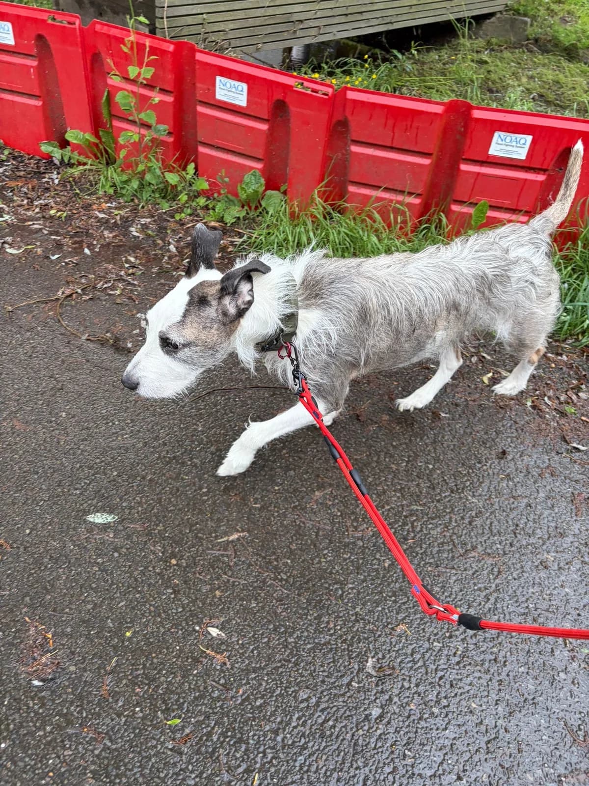 Laiko, Noir blanc brun male 7yo Mixed Breed for adoption at Animal Sans Logis, Neupré