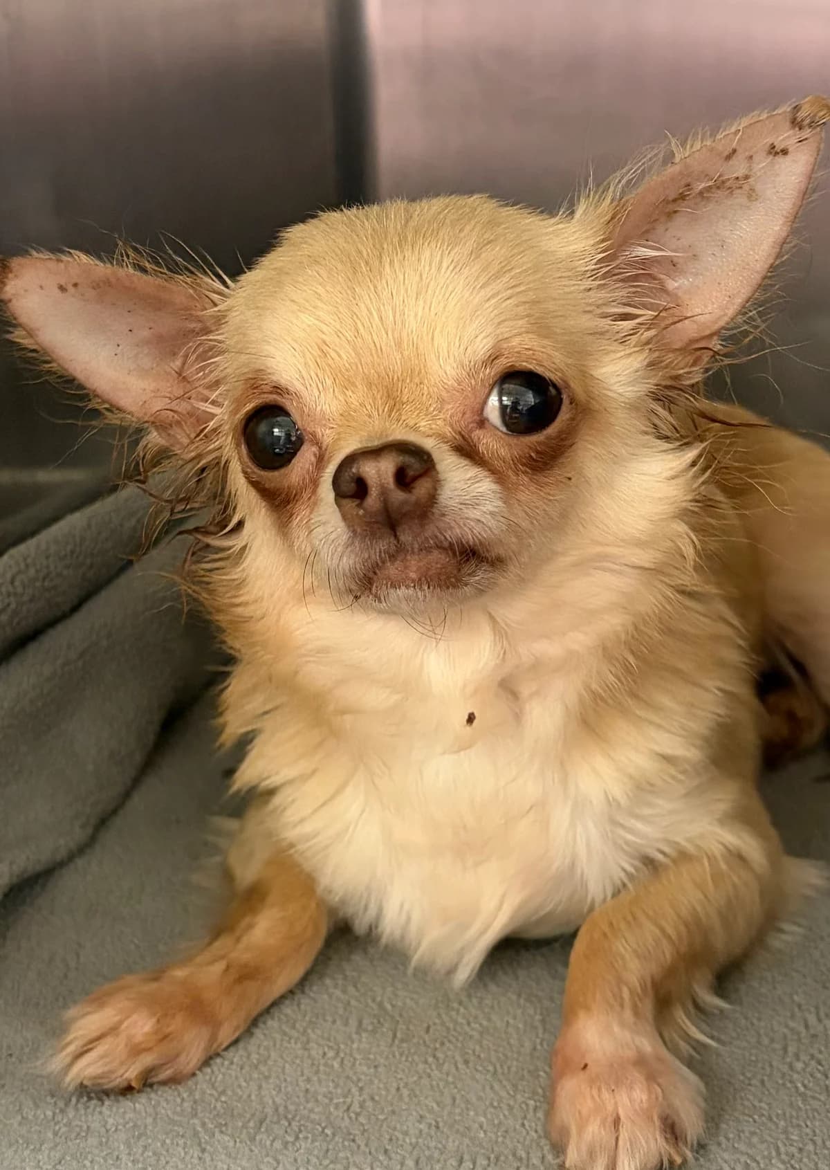 Celine, Fauve female 3yo Chihuahua for adoption at Animal Sans Logis, Neupré