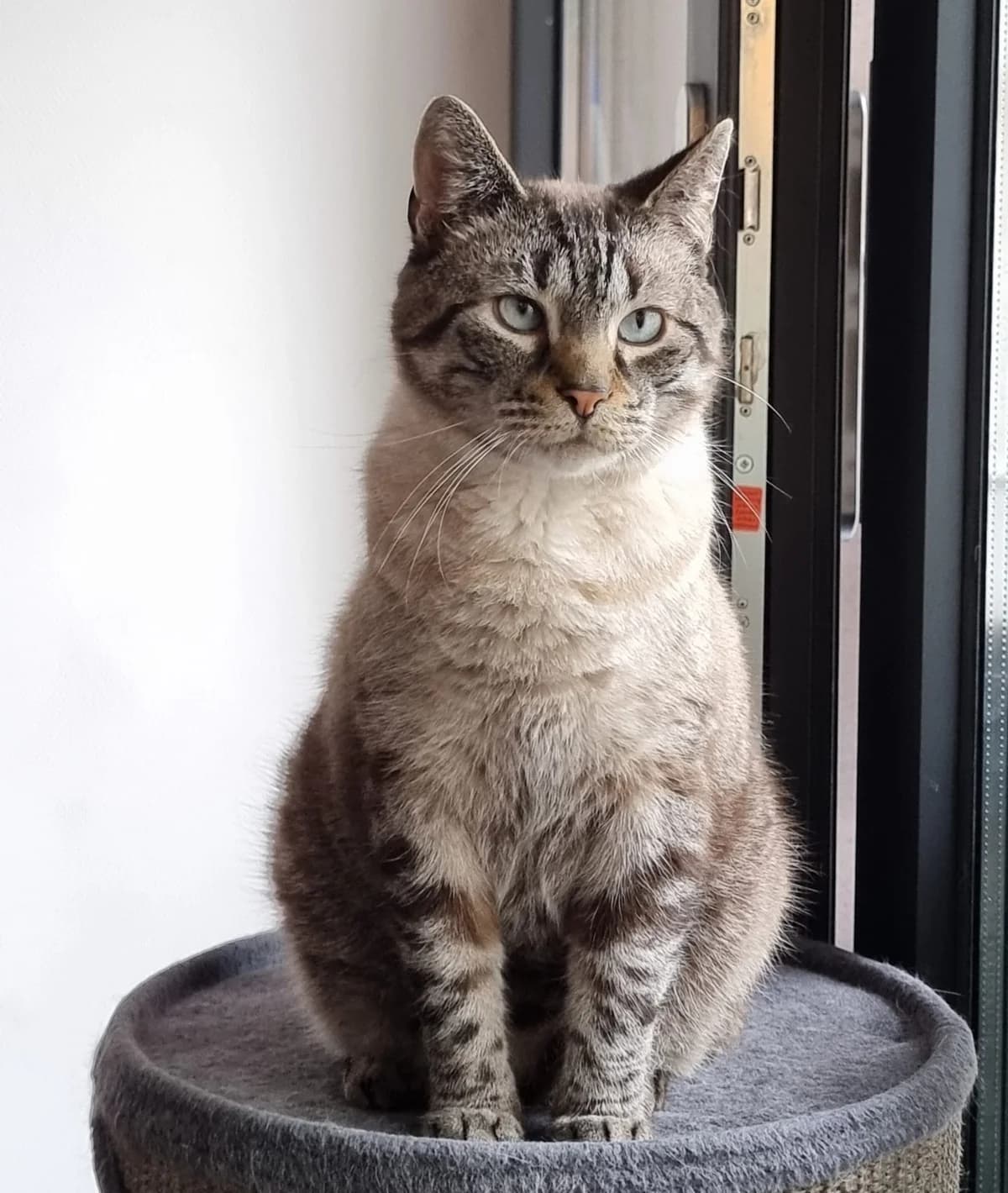 Rolf, tigre brun male 7yo European Shorthair for adoption at Animal Sans Logis, Neupré