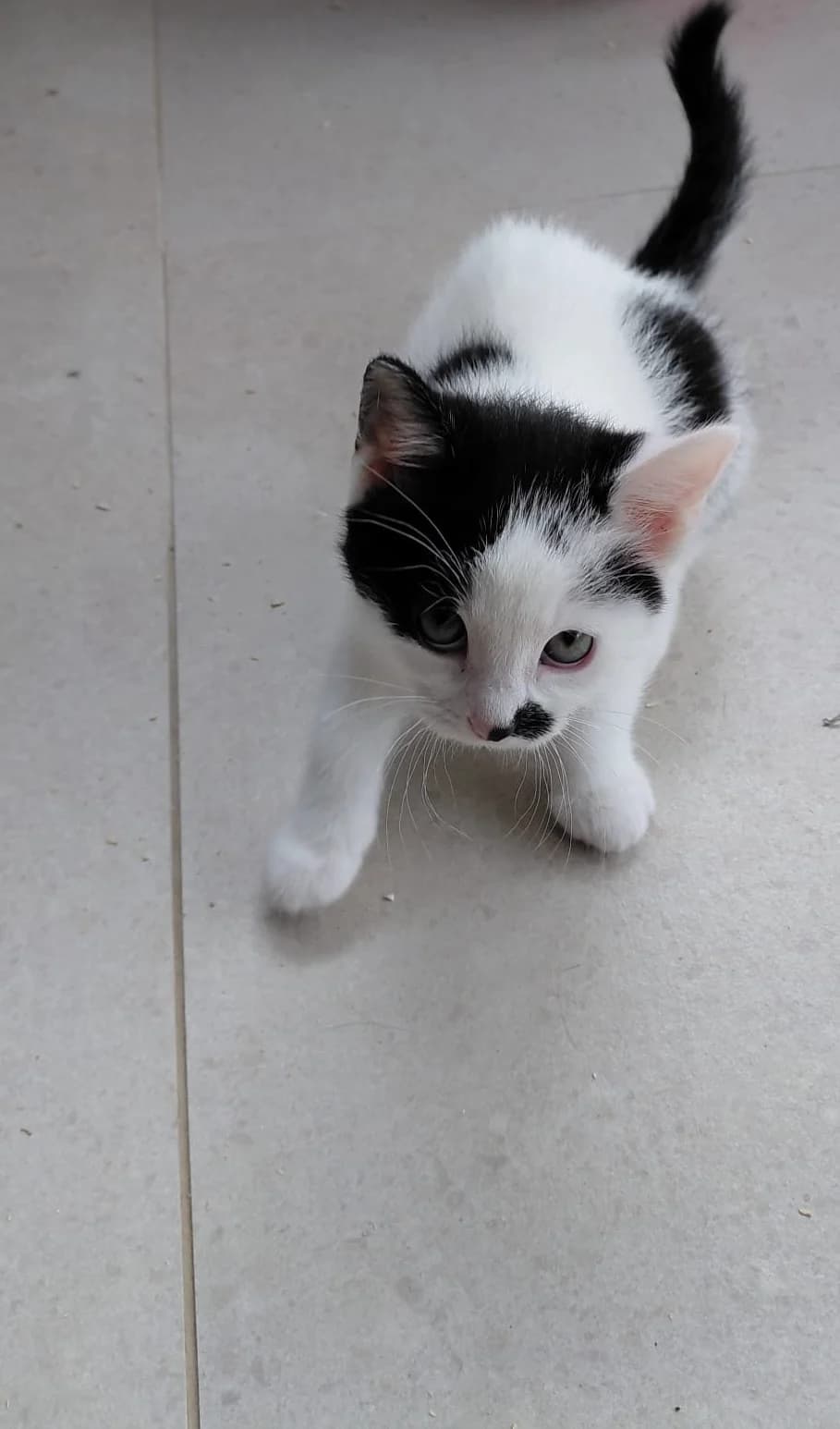 Boo ( réservée ), Noir-blanc female puppy Mixed Breed for adoption at Animal Sans Logis, Neupré