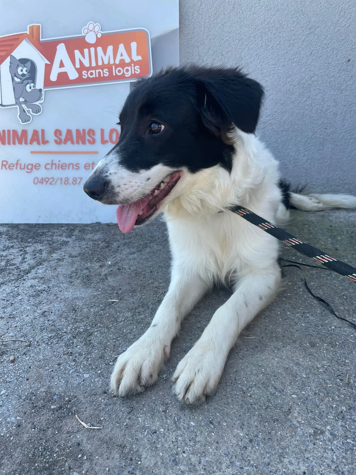 Hope, Noir blanc female puppy Border Collie for adoption at Animal Sans Logis, Neupré