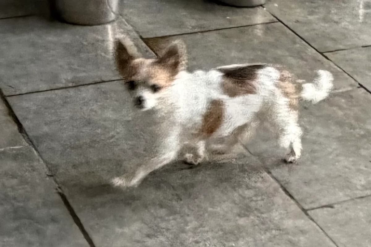 Dixie (réservée 25/06 ), Tricolore female 5yo Chihuahua for adoption at Animal Sans Logis, Neupré