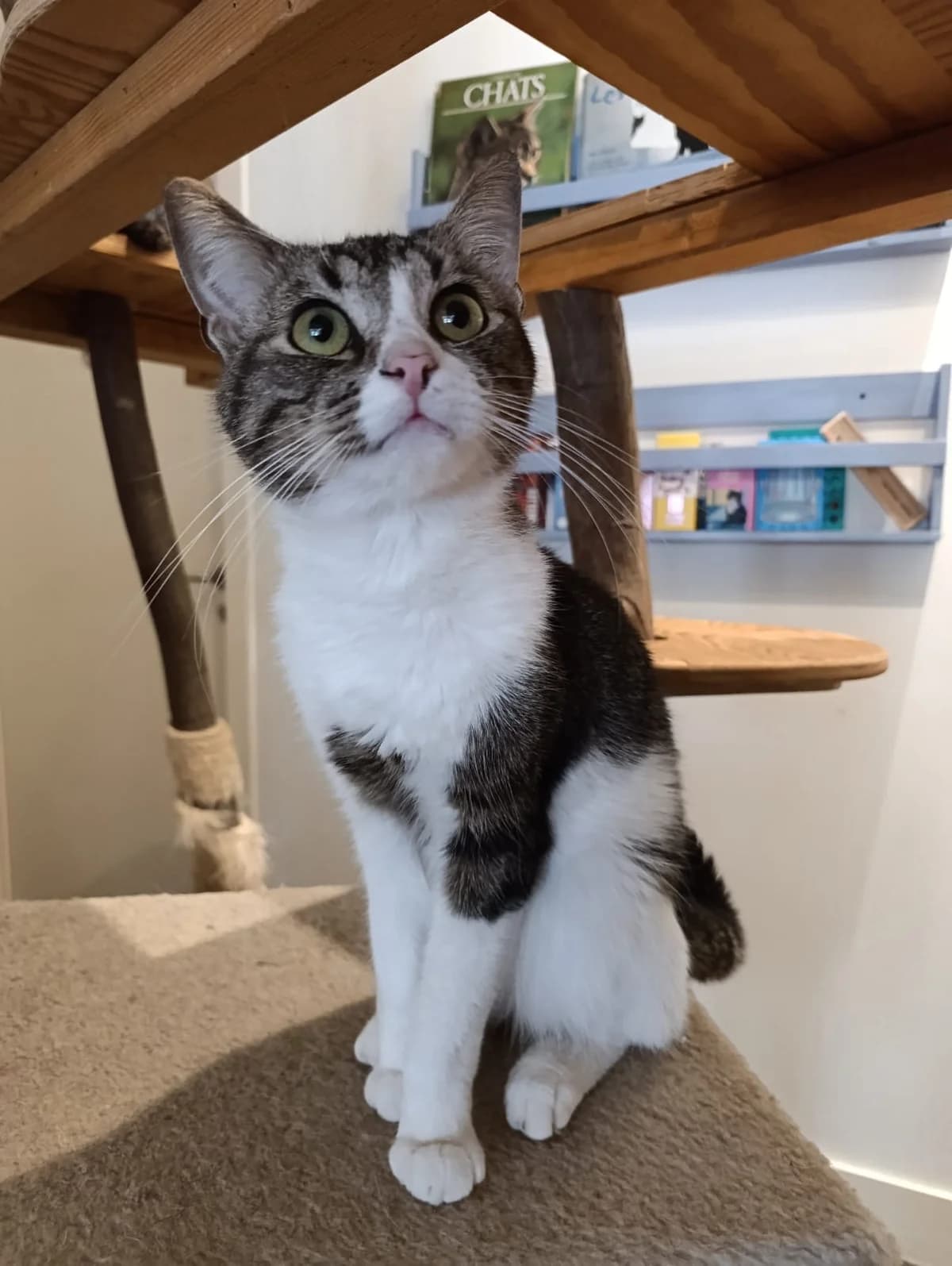 Whisky ( Merlix), Tigre-blanc male young European Shorthair for adoption at Animal Sans Logis, Neupré