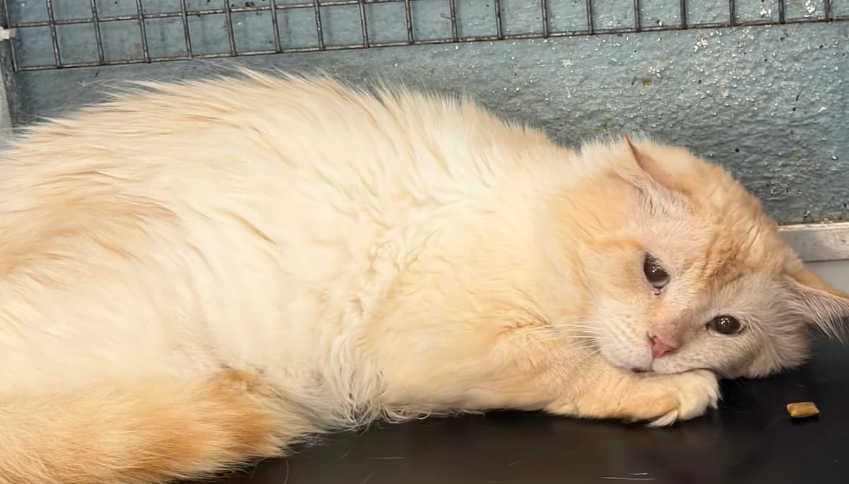 Chupin, Mixed Breed (Animal Sans Logis)