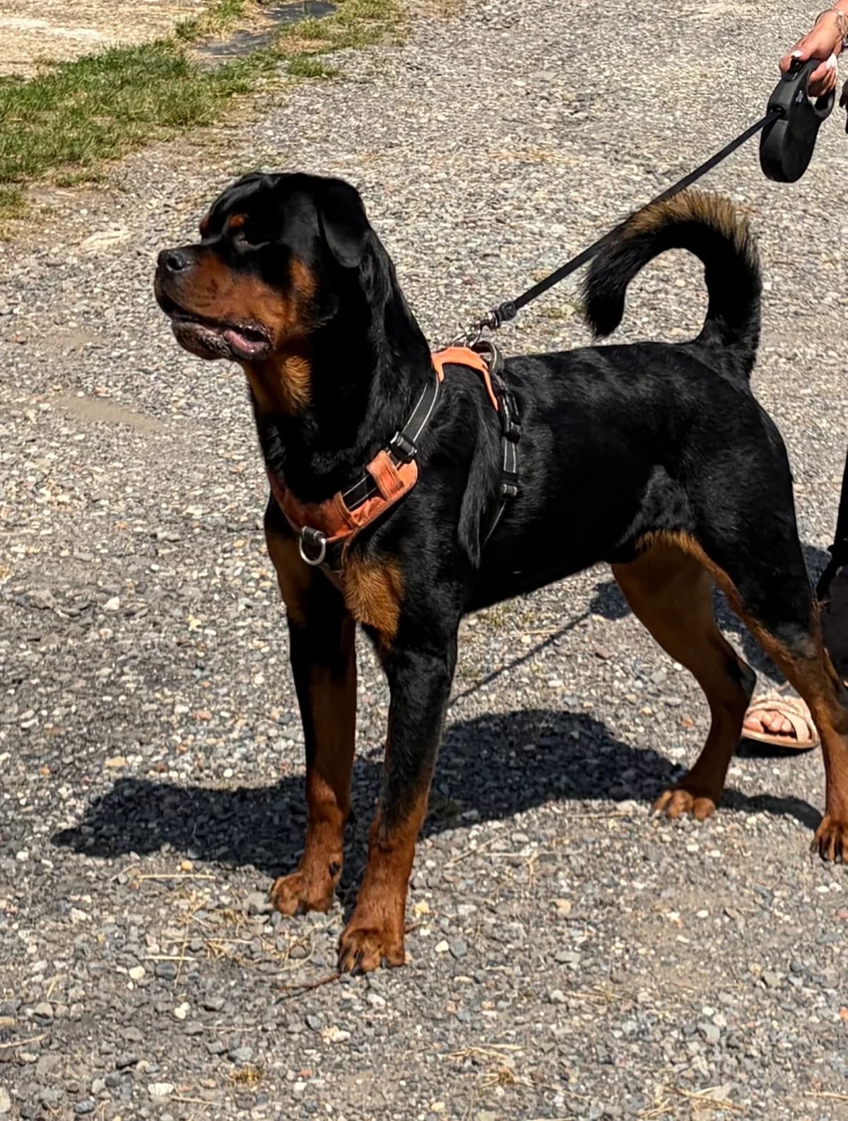 Arcko ( Réservé 26/06 ), Noir/feu male puppy mixed breed for adoption at Animal Sans Logis, Neupré