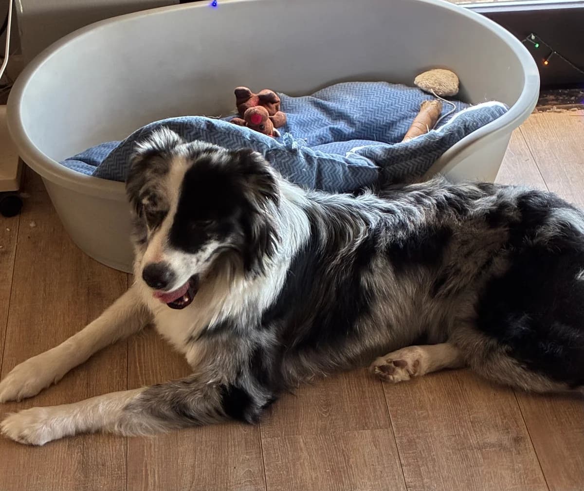 Bandit (réservé 27/06 ), Bleu-merle male young Australian Shepherd for adoption at Animal Sans Logis, Neupré