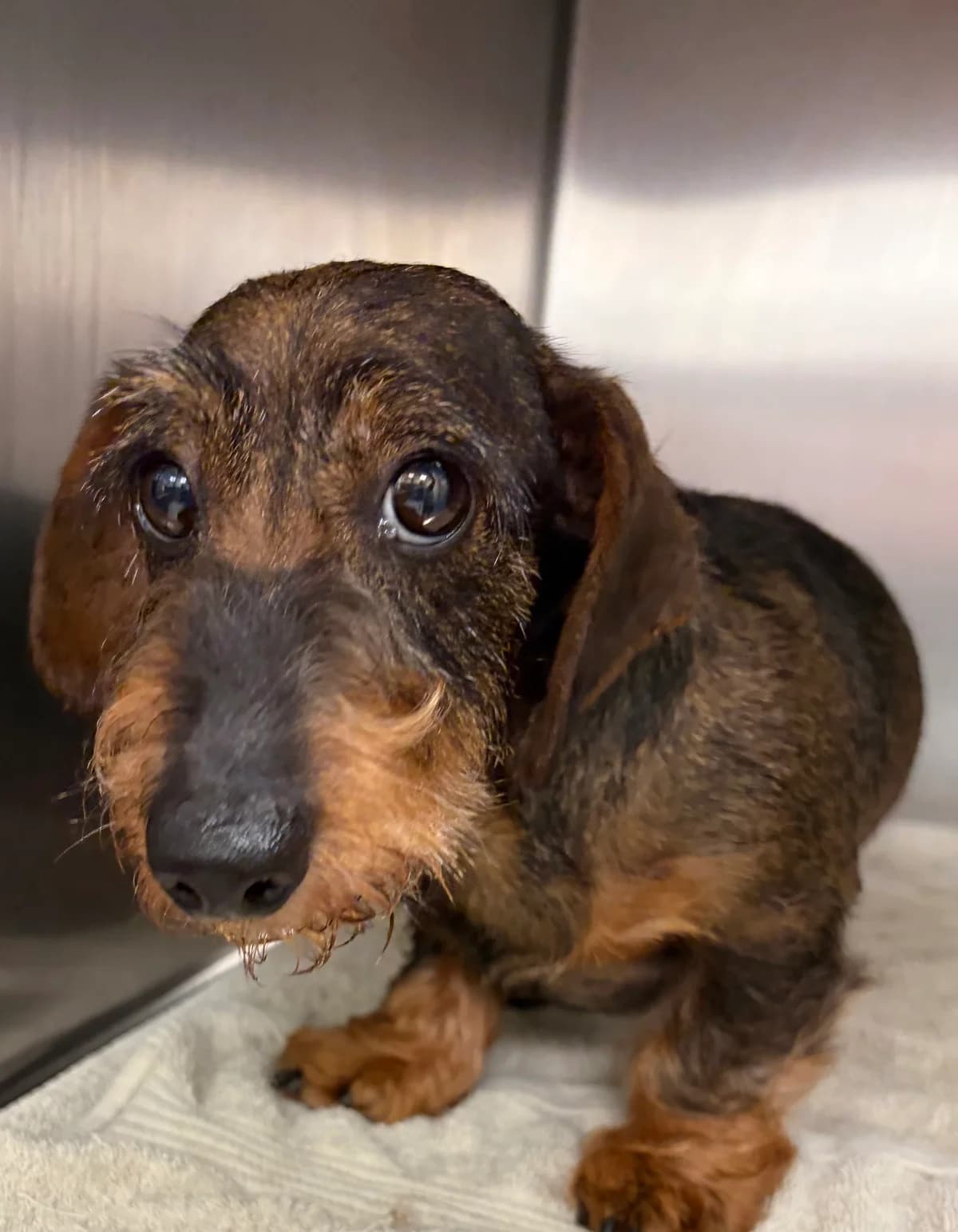 Scappa, Noir female 6yo Dachshund for adoption at Animal Sans Logis, Neupré