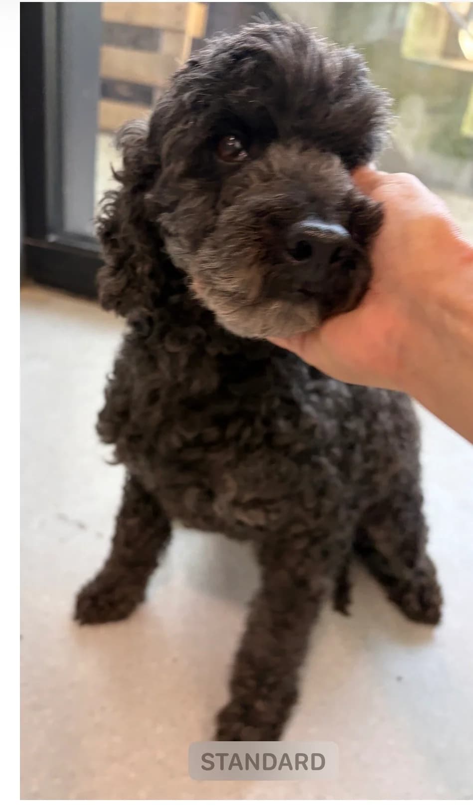 Sissi, Noir female 7yo Poodle for adoption at Animal Sans Logis, Neupré