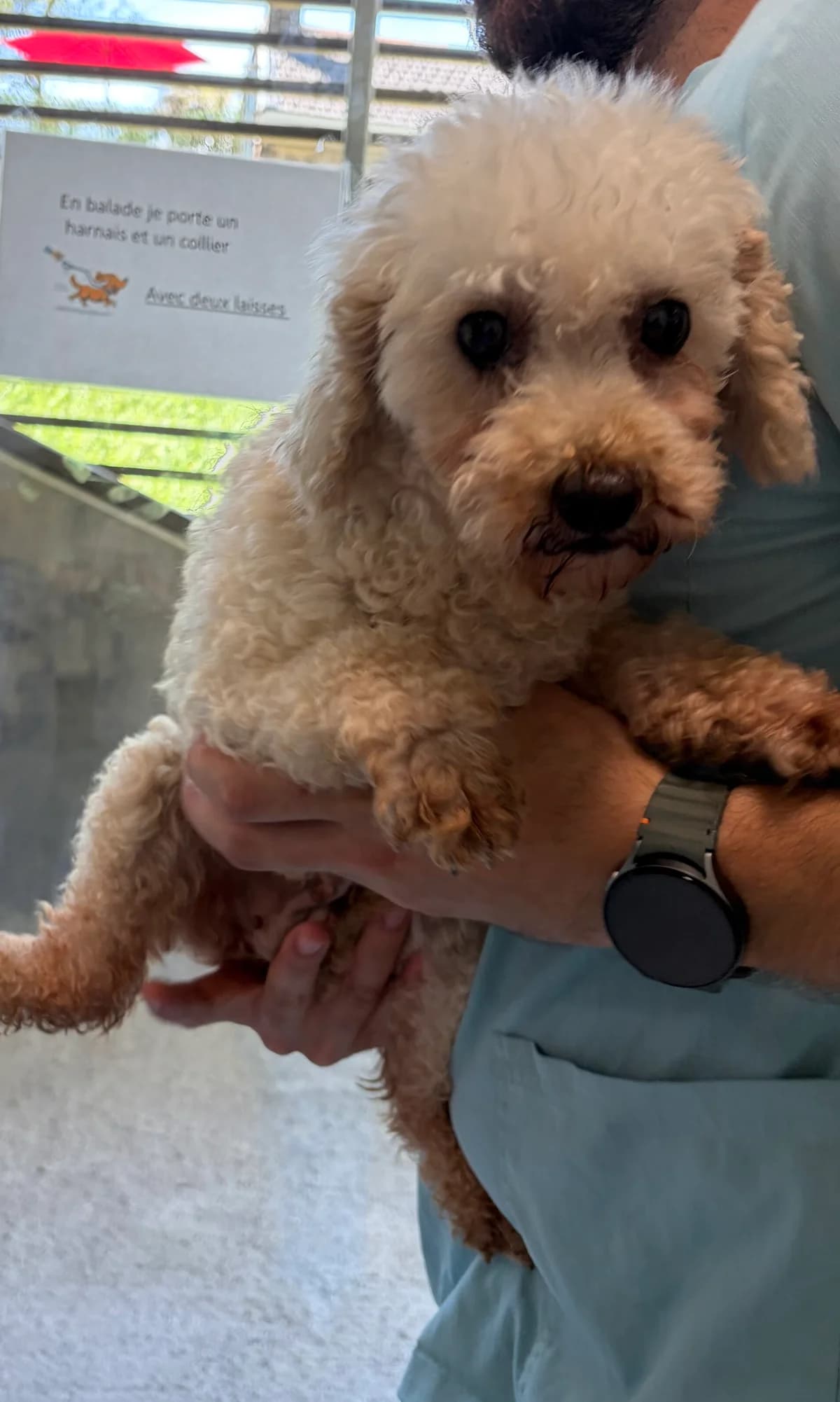 Anais, Abricot female senior Poodle for adoption at Animal Sans Logis, Neupré