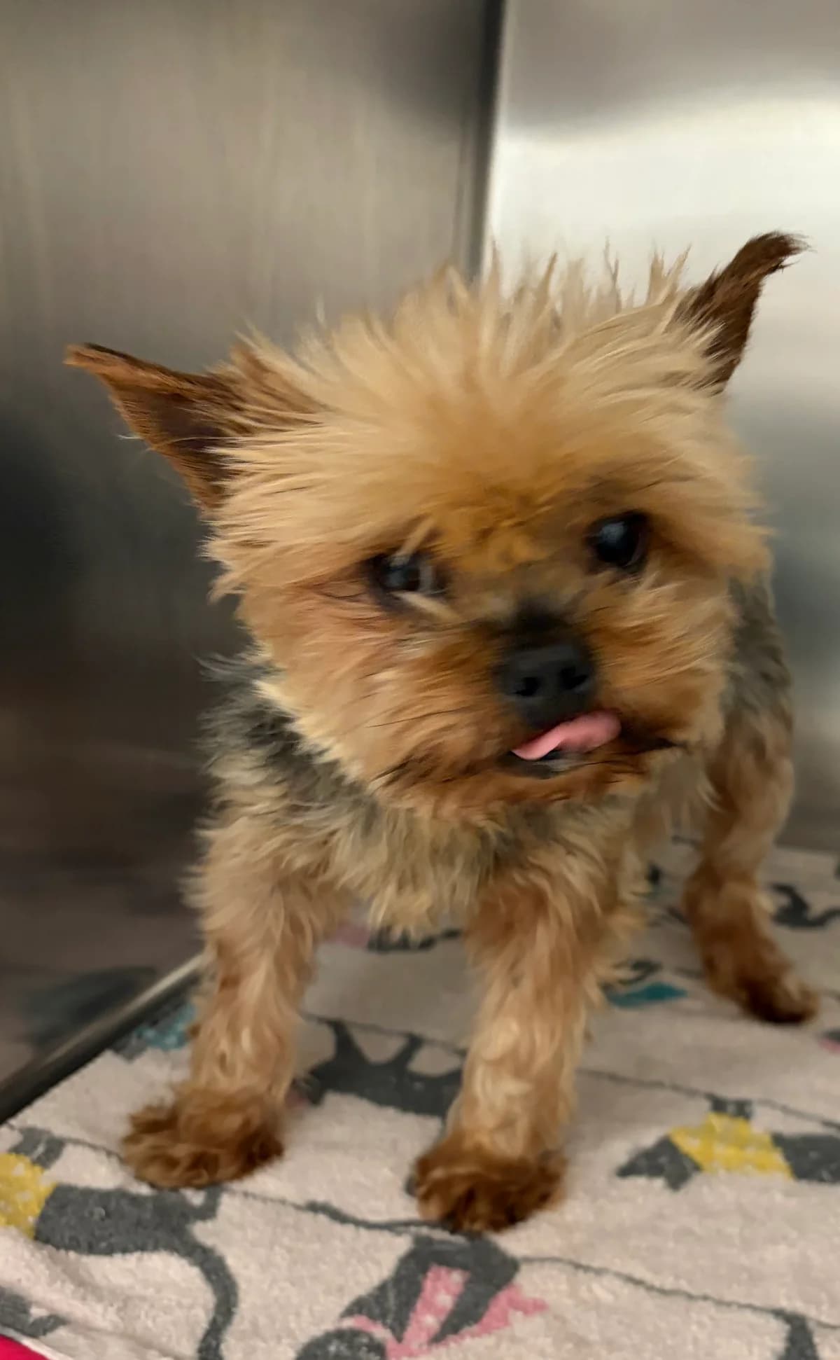 Romance, Bleu-tan female senior Yorkshire Terrier for adoption at Animal Sans Logis, Neupré