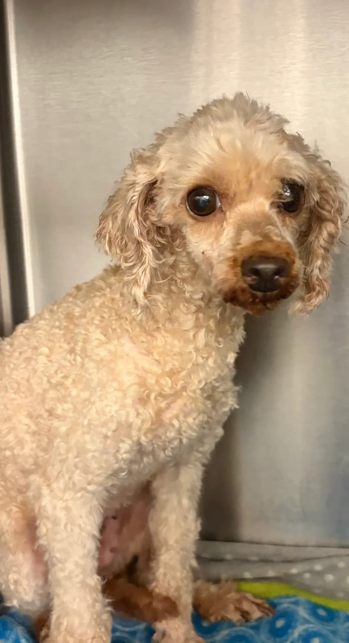 Quickie, Abricot female senior Poodle for adoption at Animal Sans Logis, Neupré