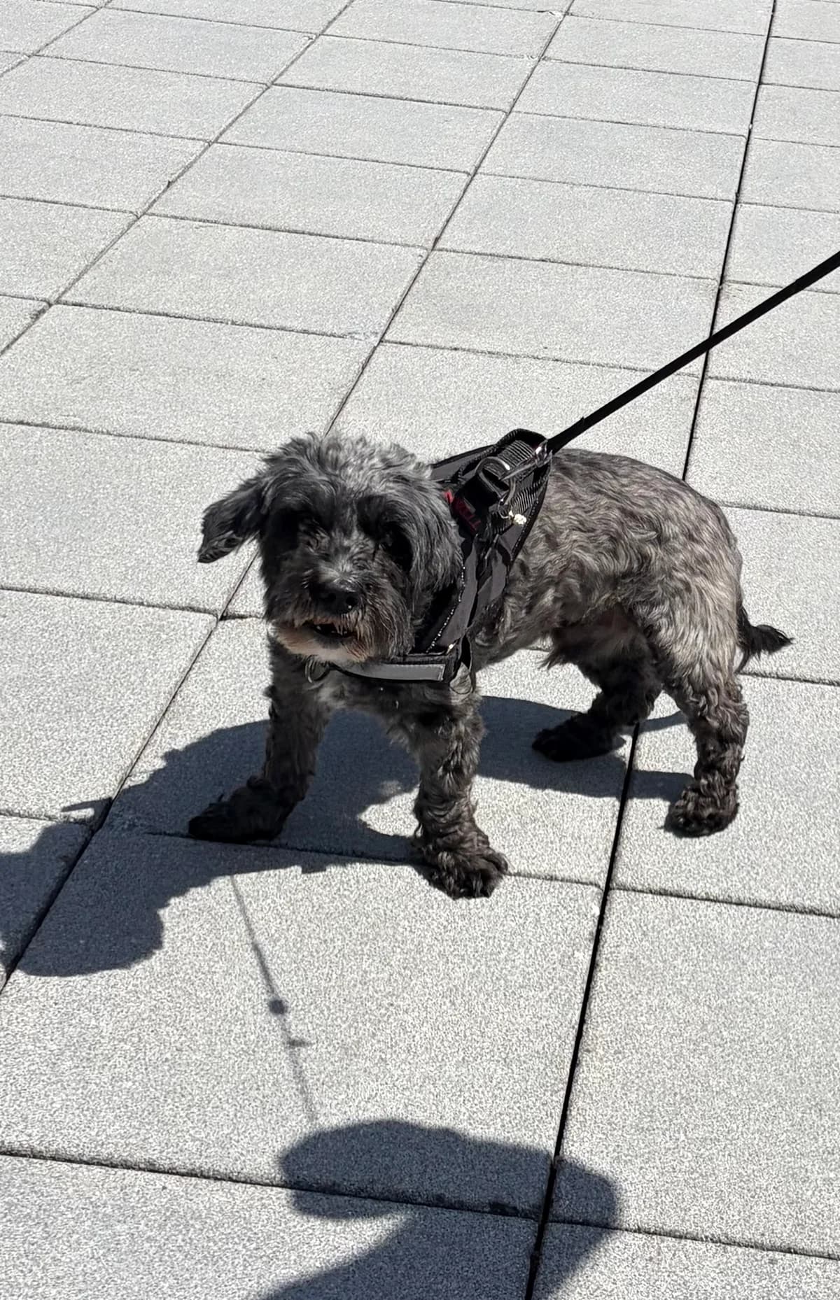 Jack, Noir male senior mixed breed for adoption at Animal Sans Logis, Neupré